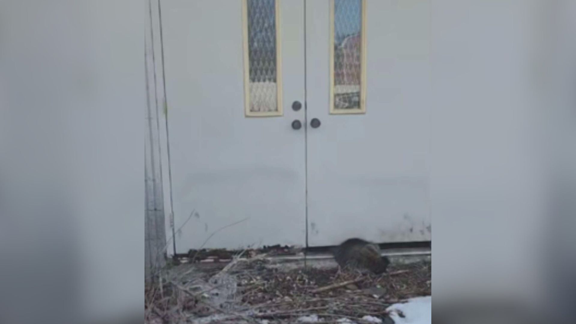 trapped animal
