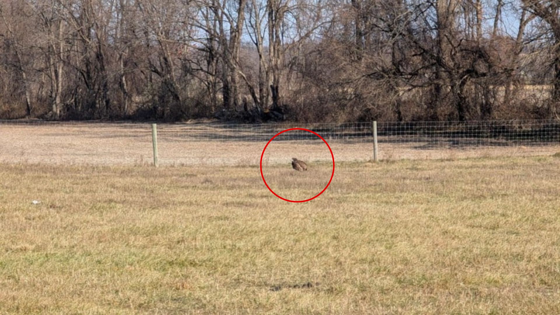 Pennsylvania Child Spots Unusual Creature By Fence And Calls For Rescuers