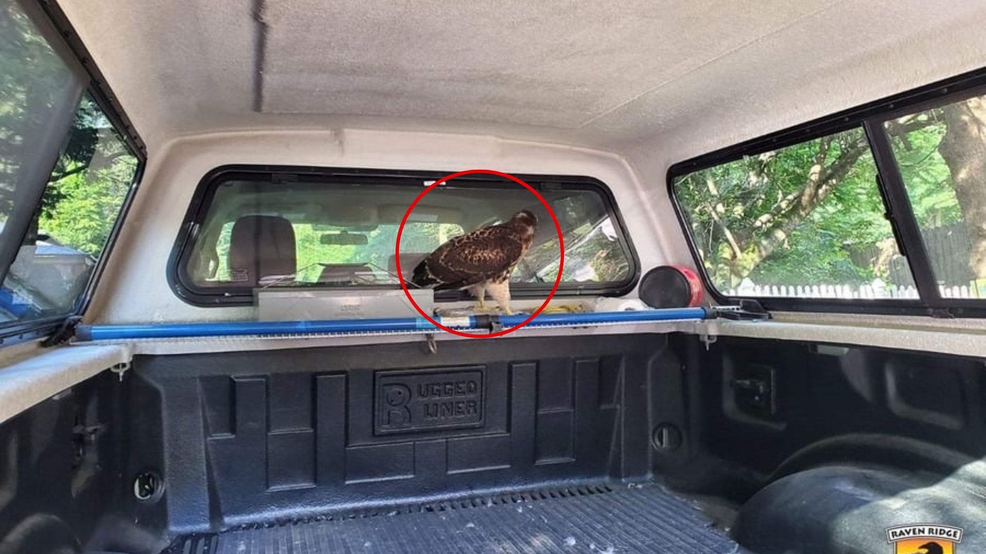 Pennsylvania Kayaker Returned To Find Massive Animal Sitting Quietly Inside His Truck