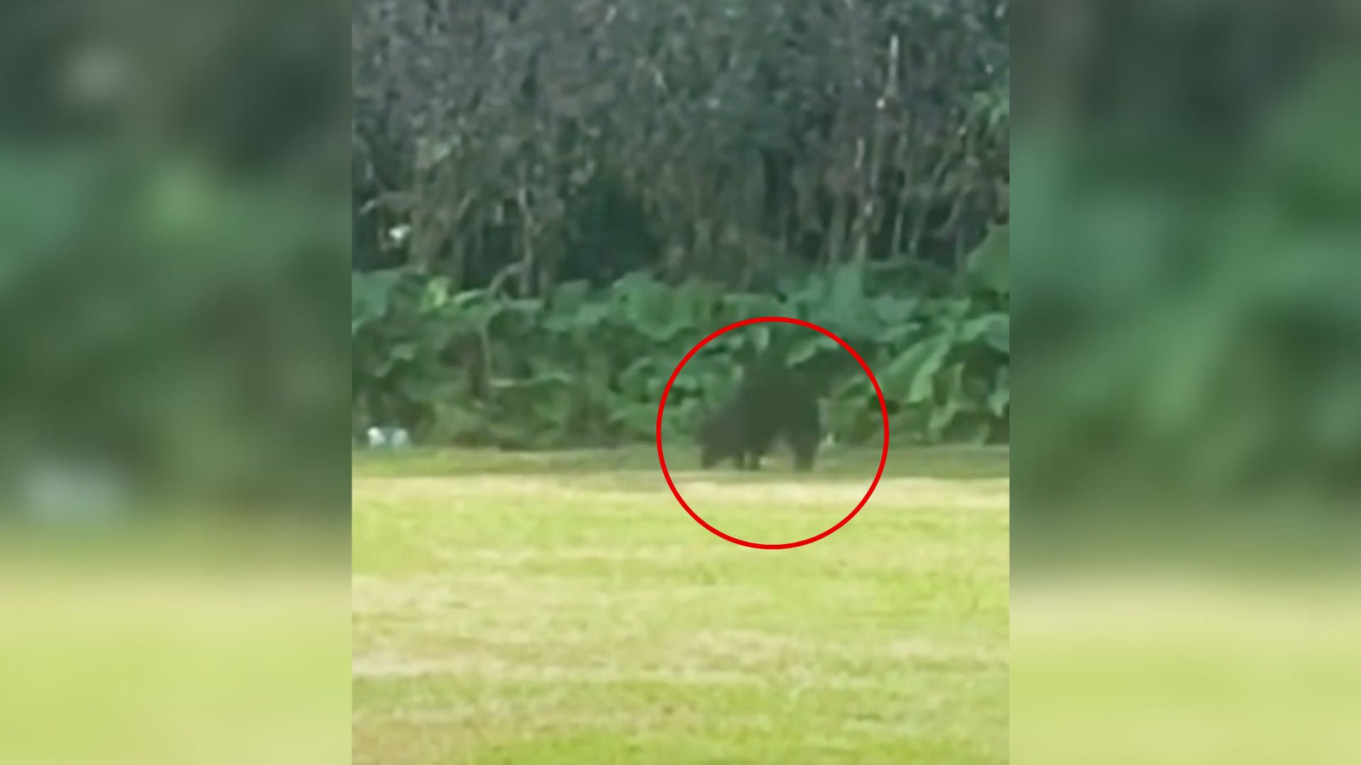 Pennsylvania Rescuers Track A Strange Creature In The Forest And Are Stunned By What They Find