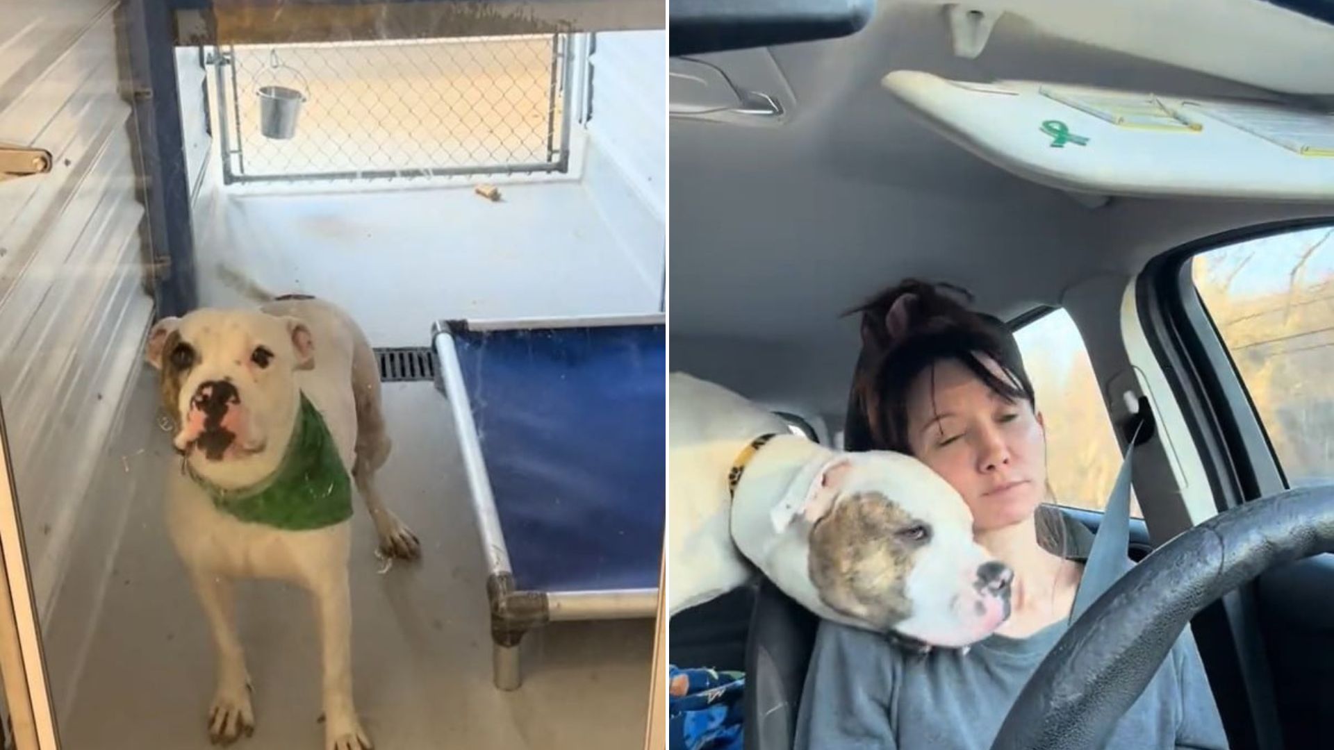 woman and dog in car