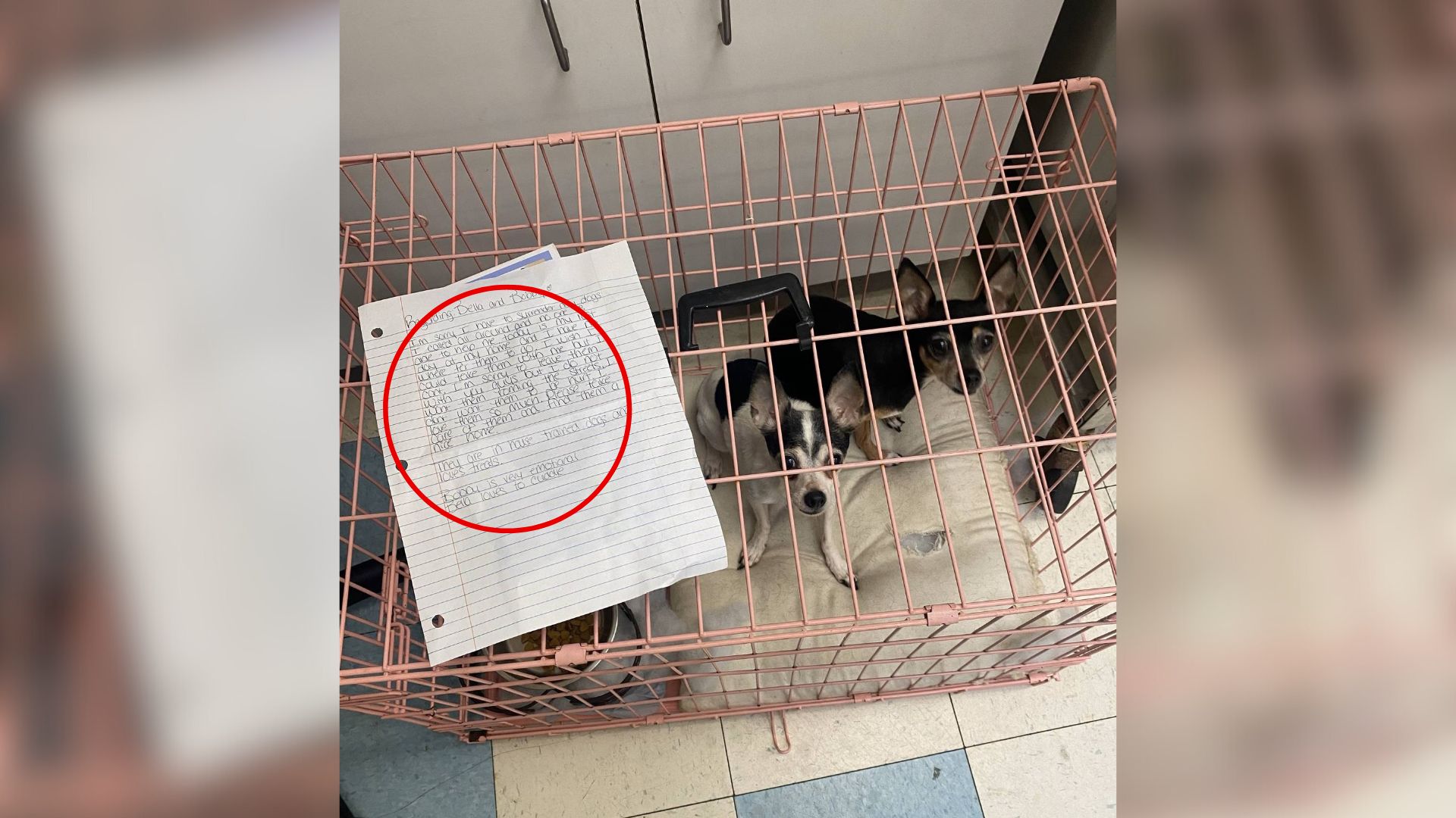 two dogs in crate