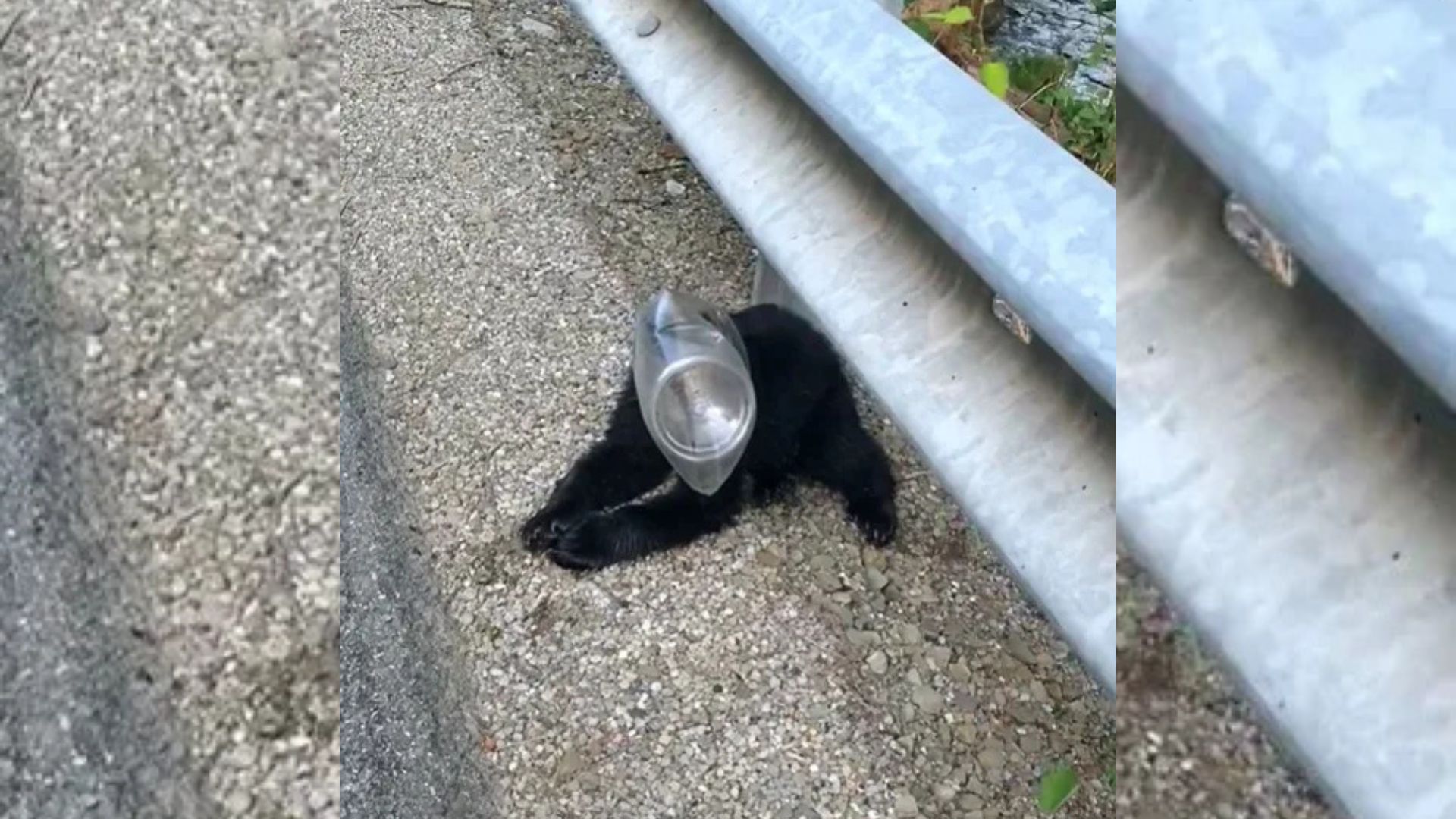 stuck animal