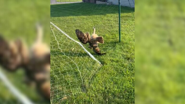 bird tangled in volleyball net