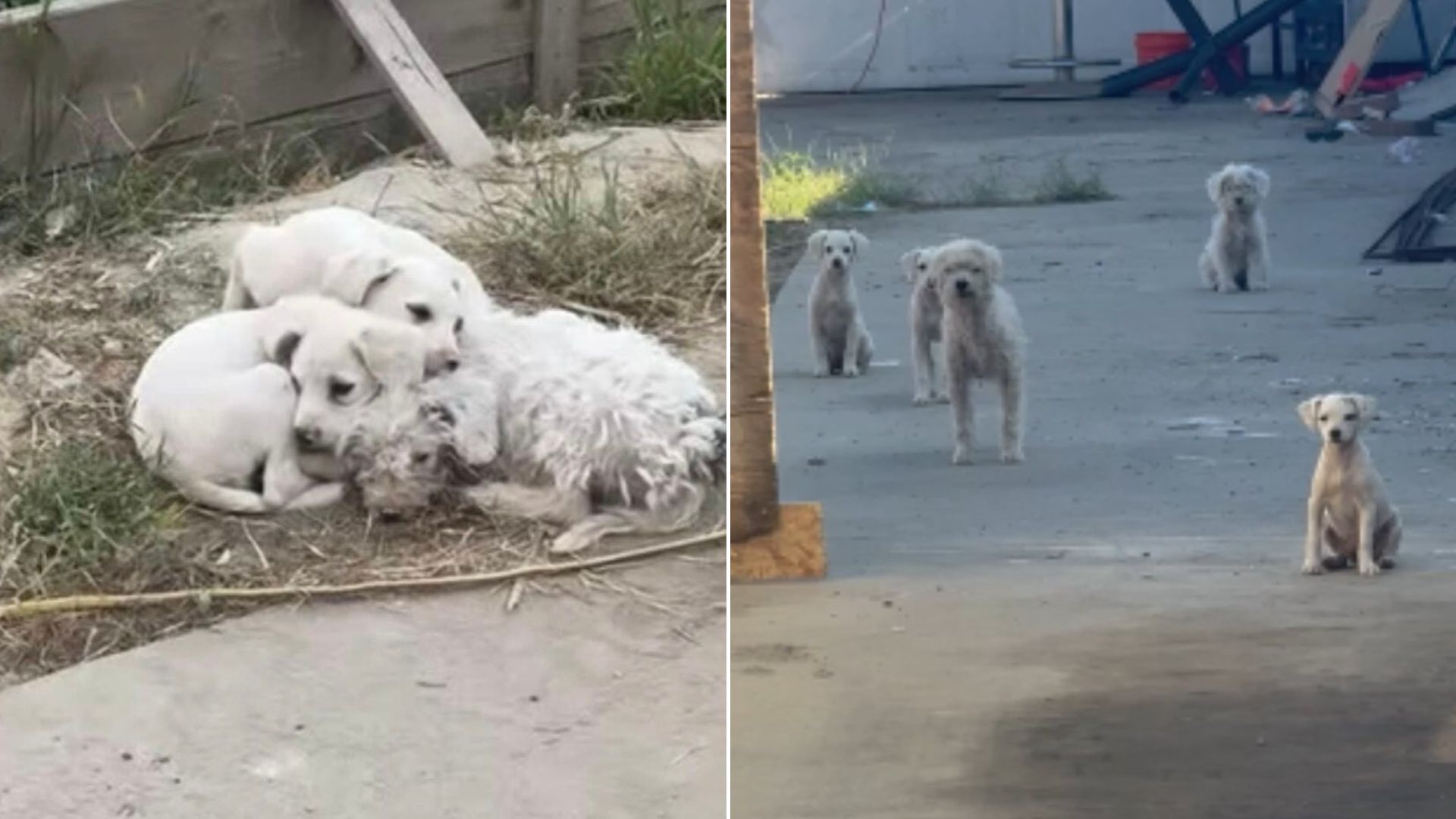 Pile Of Fur Near Landfill In California Turns Out To Be Something That Stuns Good Samaritan