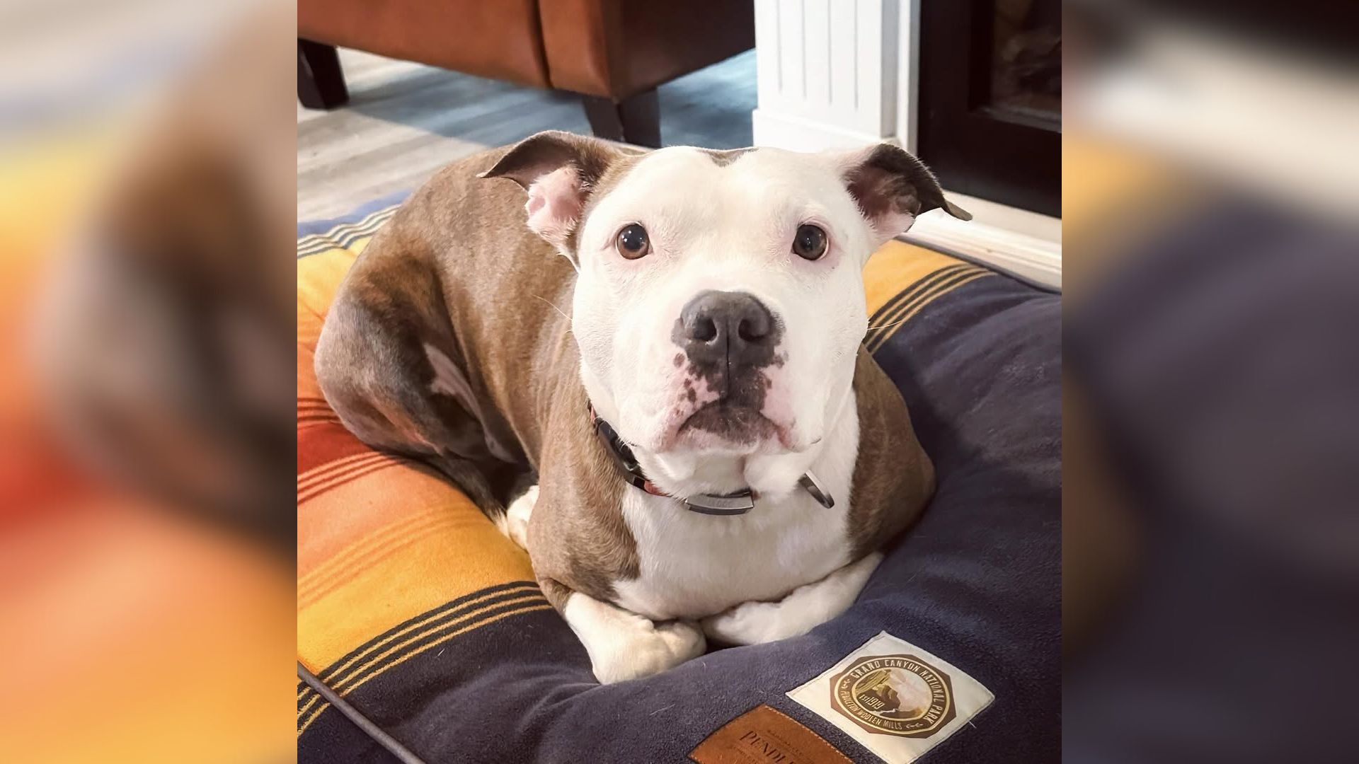 Pit Bull Mom Found On Texas Street Without Her Babies Faces Euthanasia, Until A Hopeful Moment Arrives