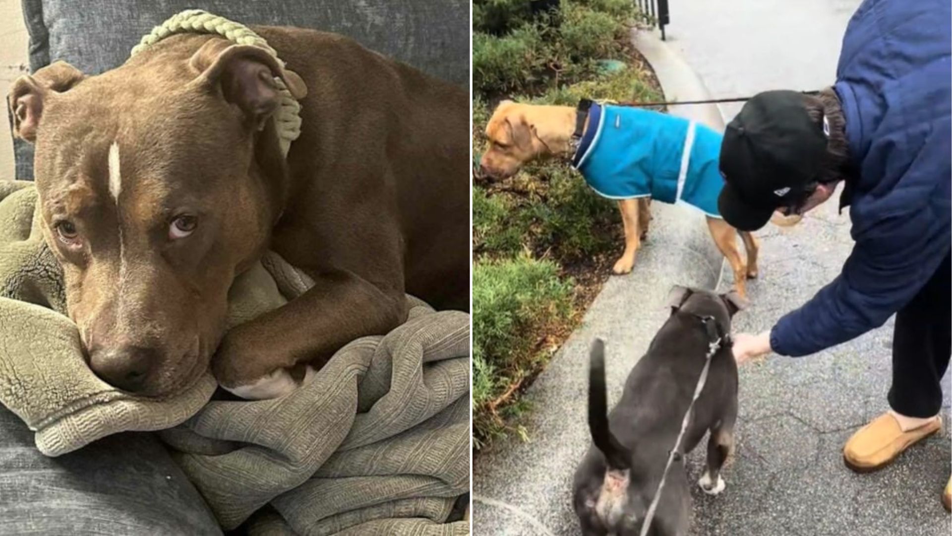 Pit Bull Stolen On New York Subway Found Hours Later, Tied To A Bench In The Pouring Rain