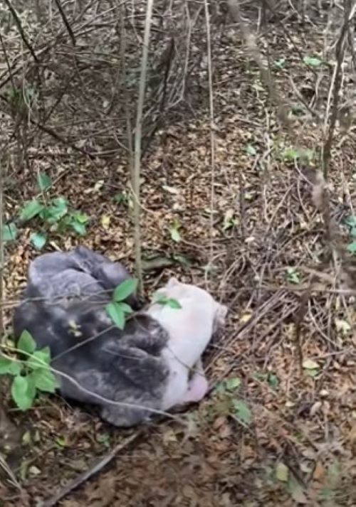 Pitbull in forest