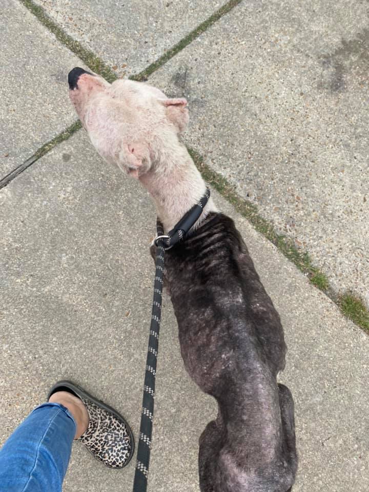 Pitbull on a leash