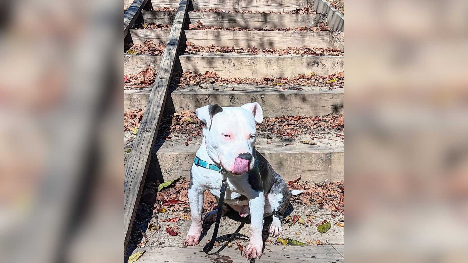 dog left outside