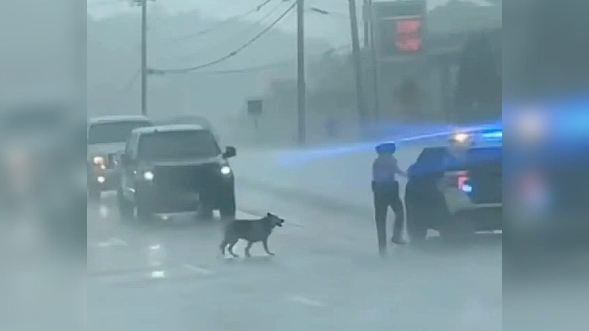 police officer and dog