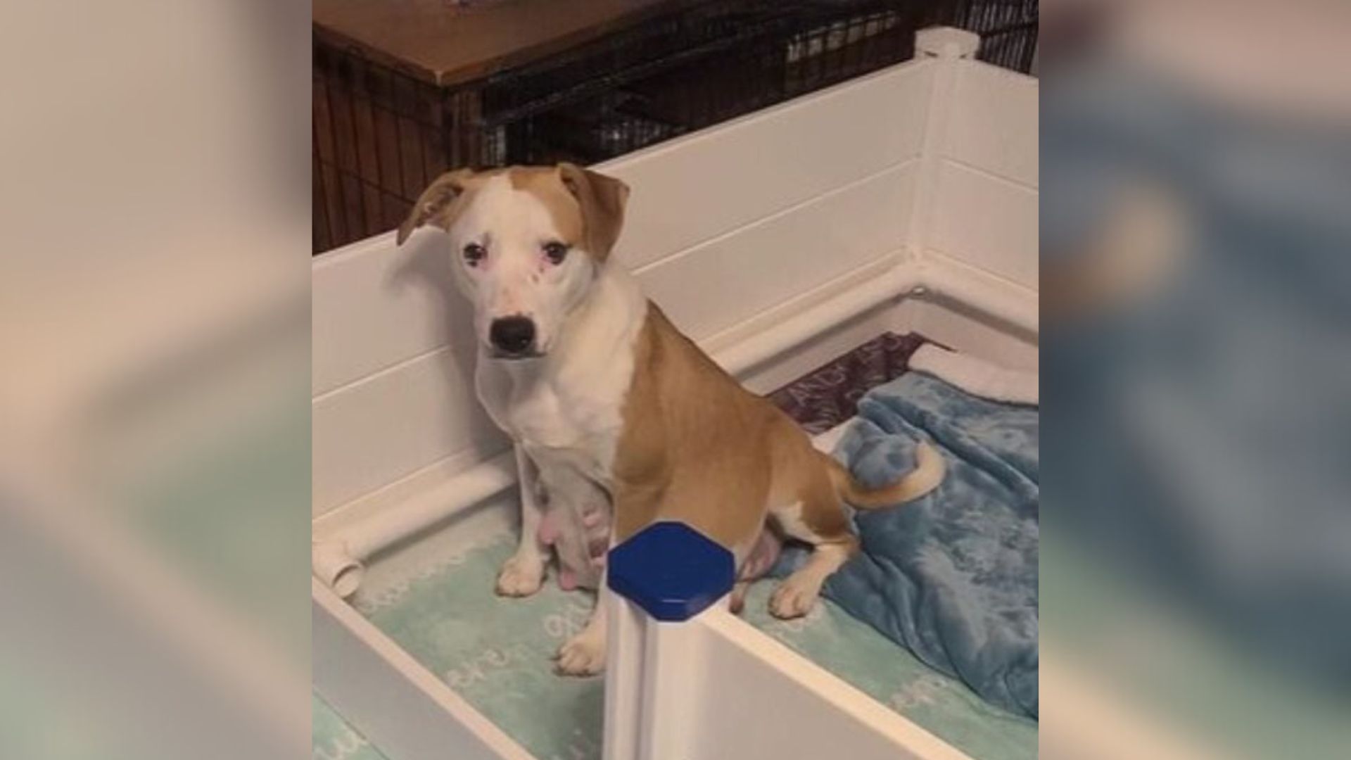 Pregnant Dog On Oklahoma Euthanasia List Finds Her Rescue Just Half An Hour Before Her Deadline         