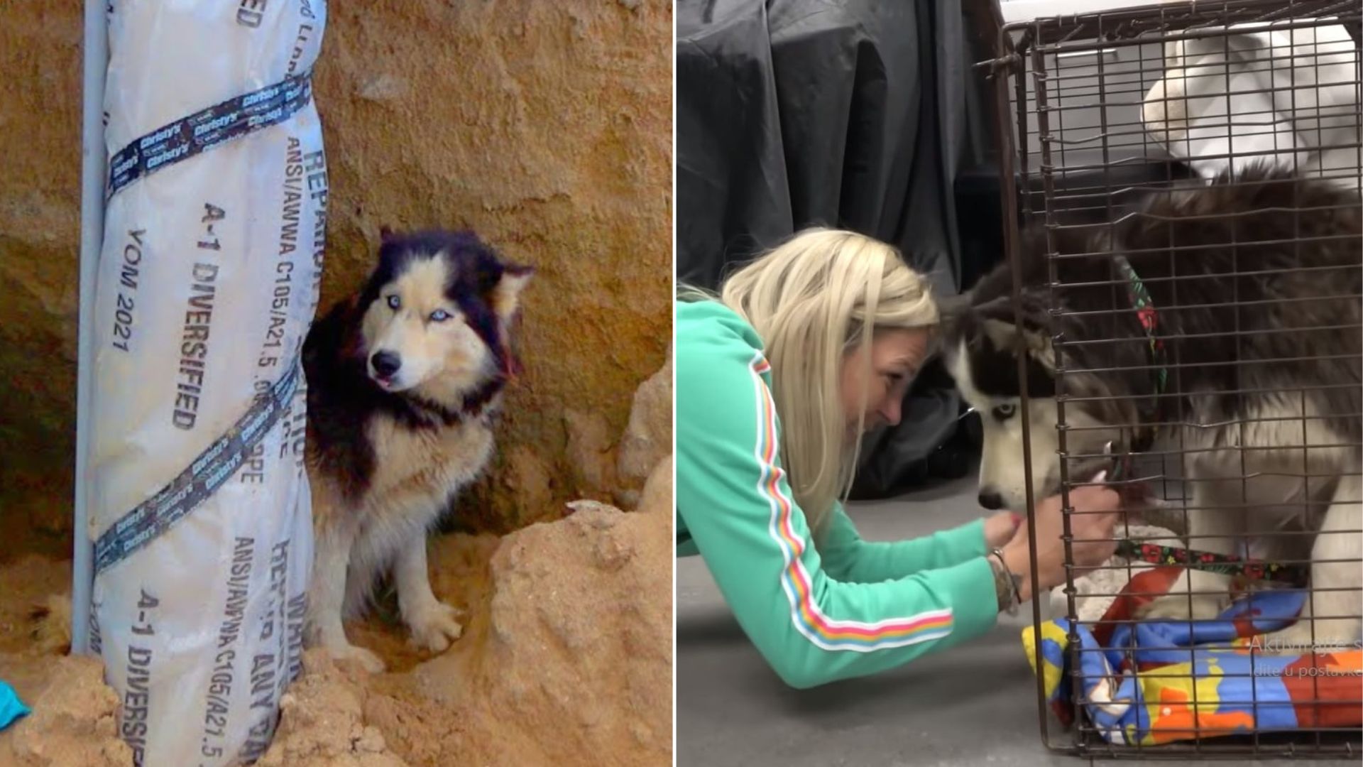 Pregnant Husky Was Cruelly Abandoned On The Street In California, Only To Meet Someone Who Changed Everything