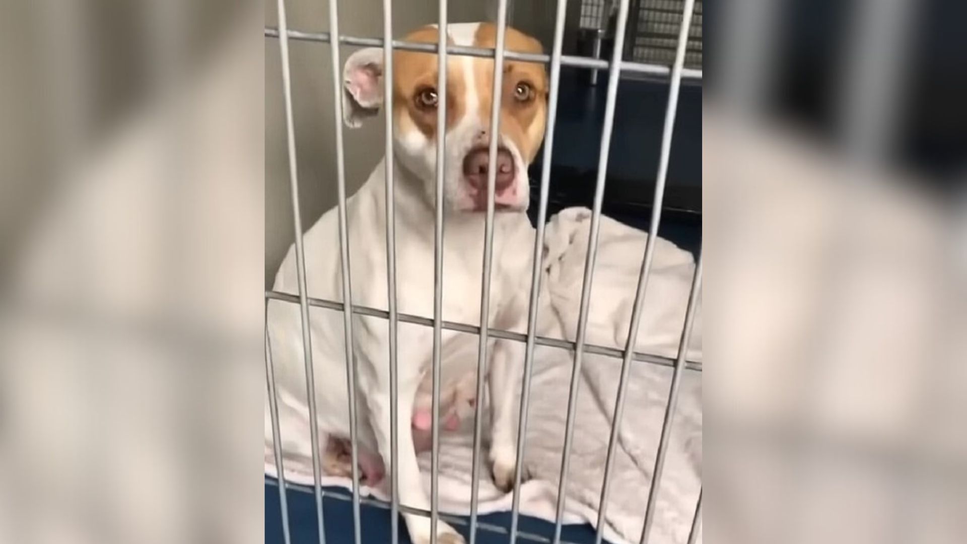 Pregnant Stray Pup Rejoices After A Kind Person From California Gave Her A Foster Home