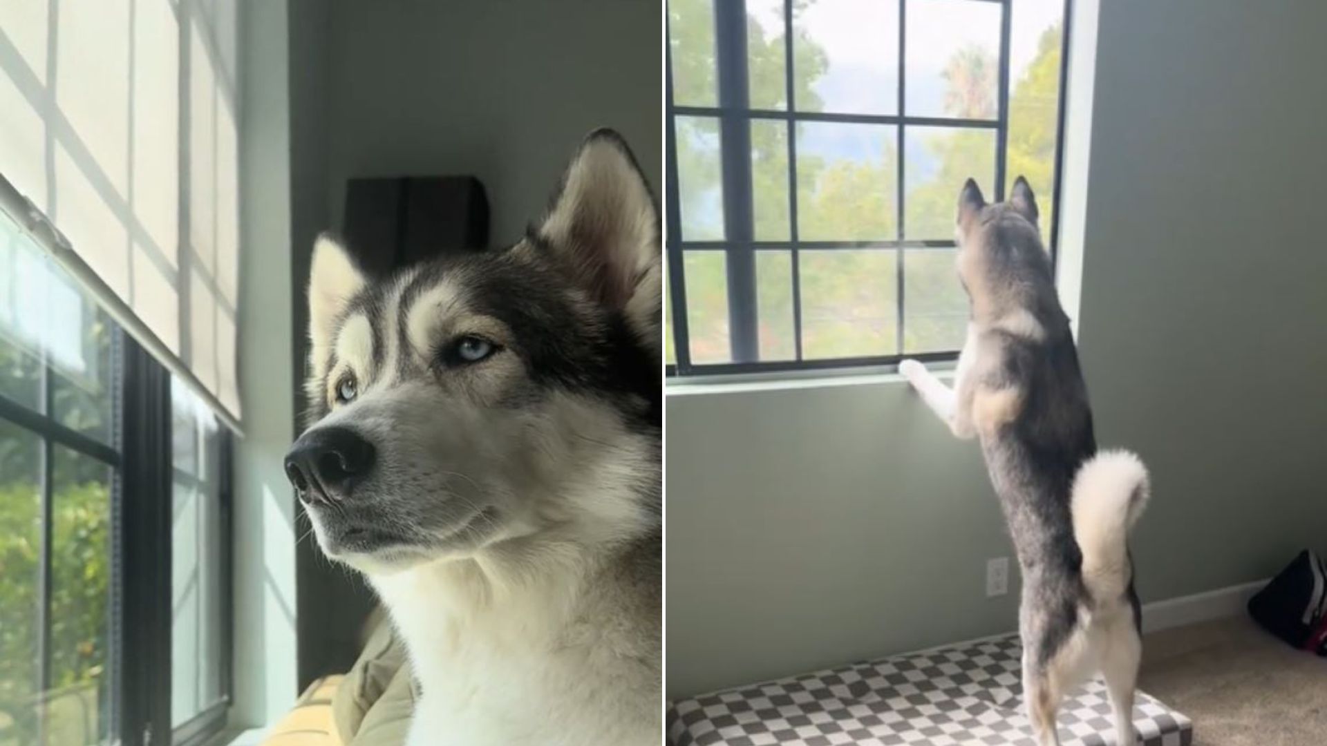 husky weird behavior