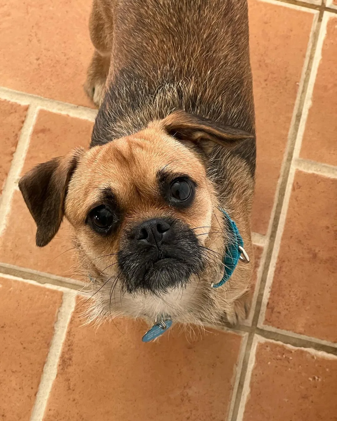 Pug standing on the floor