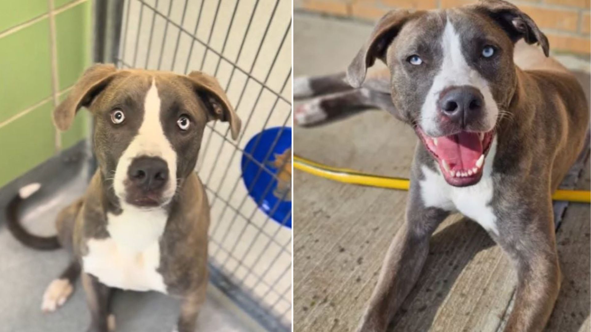 pup sad after being returned to shelter