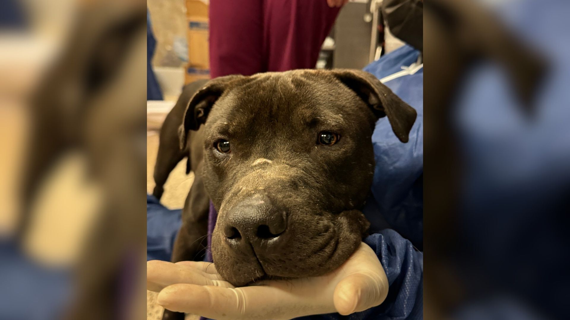vet holding a dog