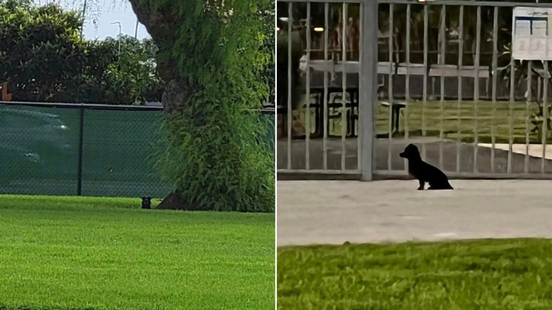 Pup From Texas Who Was About To Be Euthanized For Barking At Other Dogs Gets A Last Minute Miracle