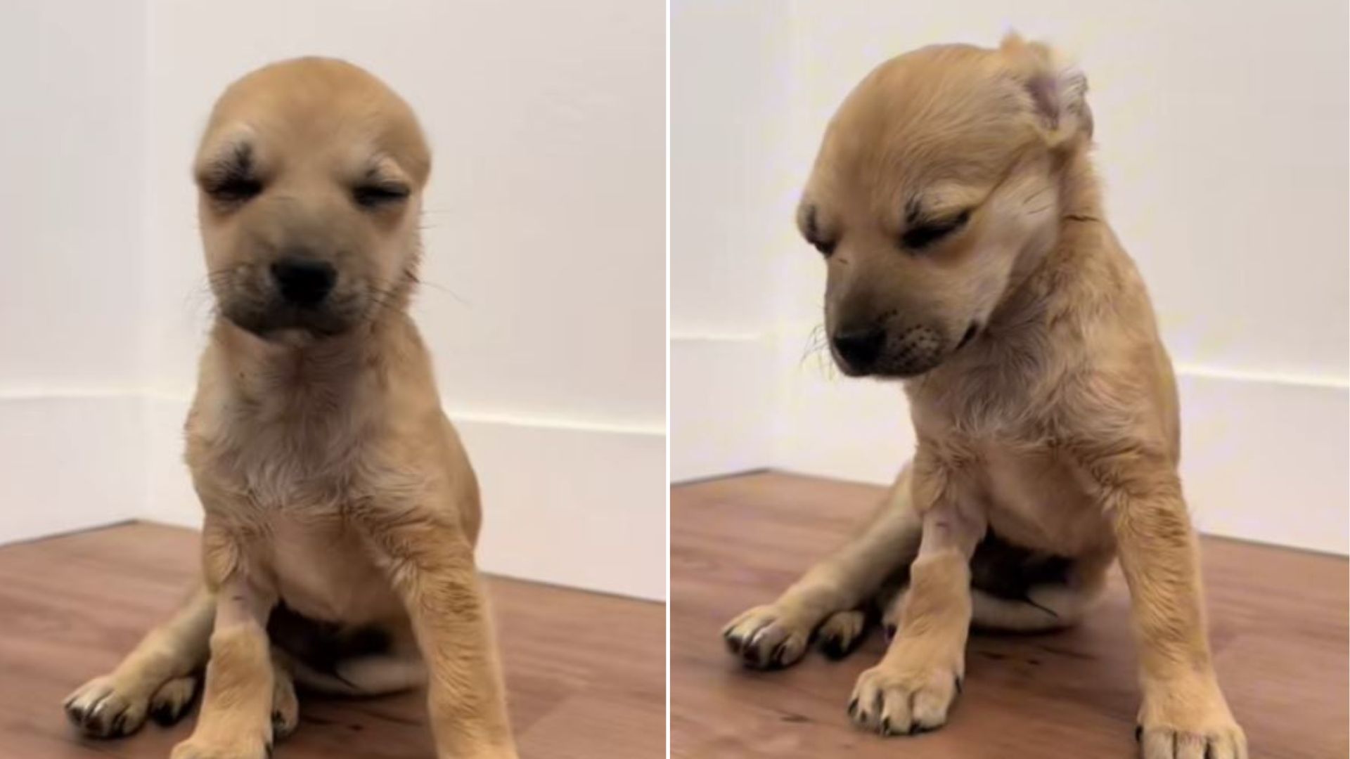 Pup With Head Trauma Suffered Long-Term Abuse, But Is Now A Brand-New Dog Thanks To California Rescuer