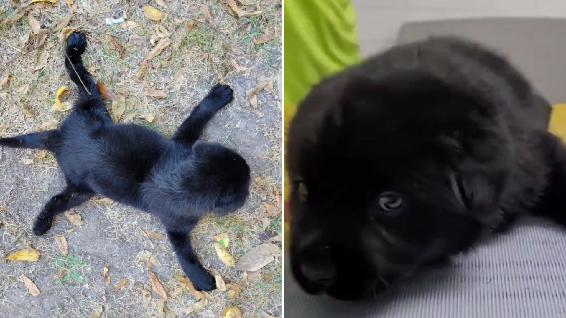black puppy