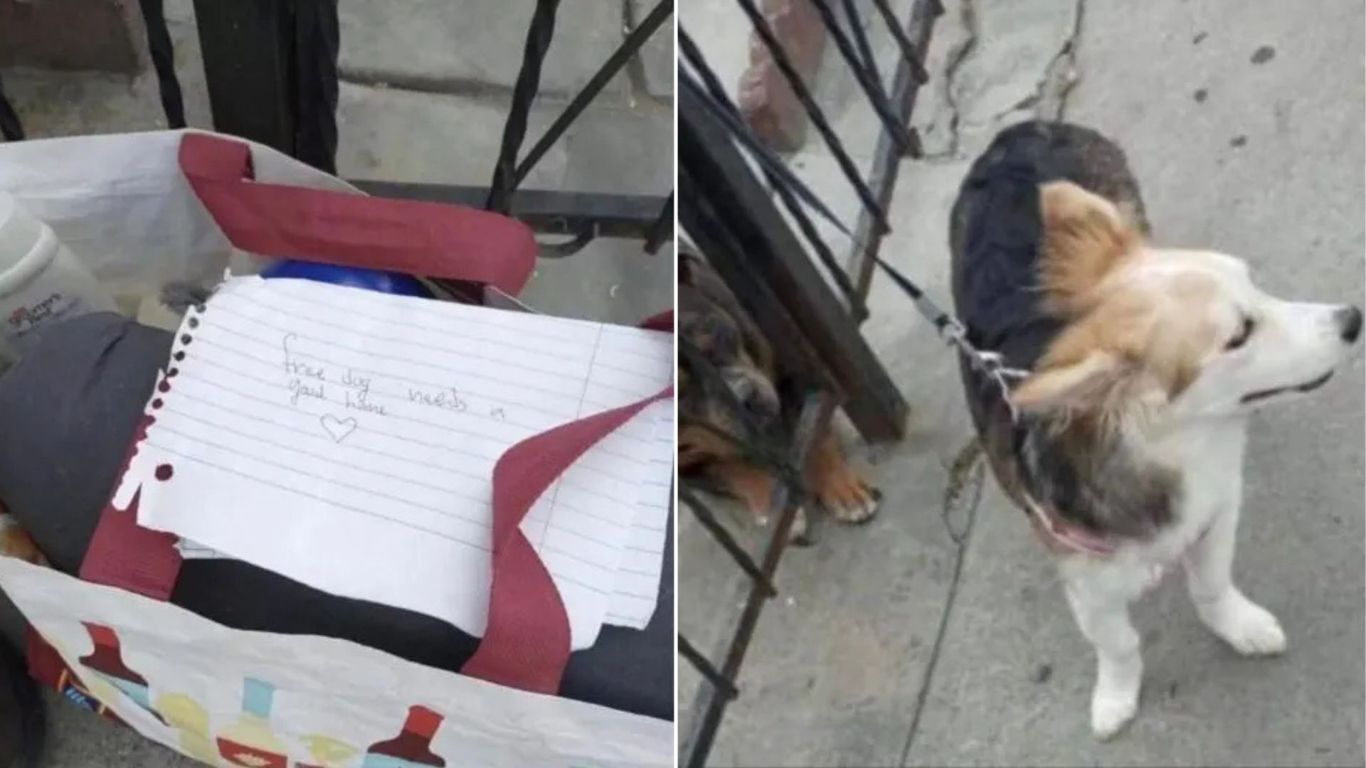 abandoned puppy
