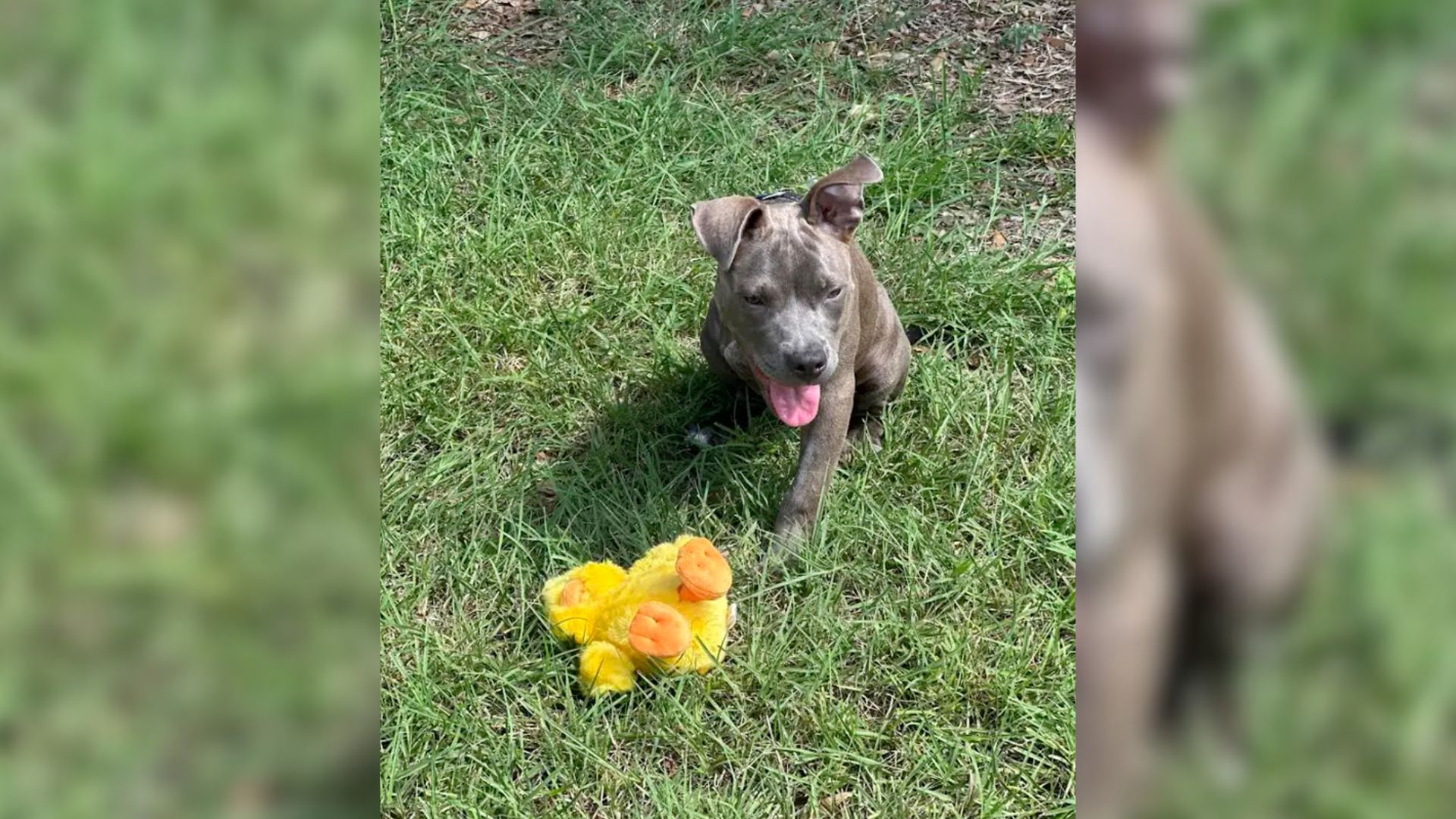 dog on grass