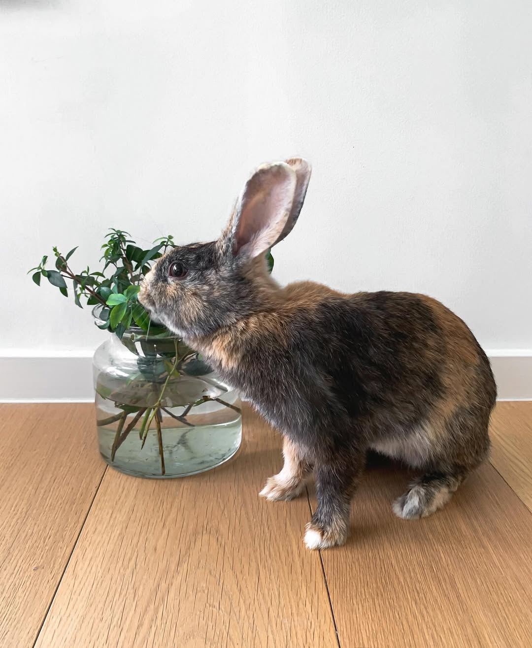 Rabbit in house