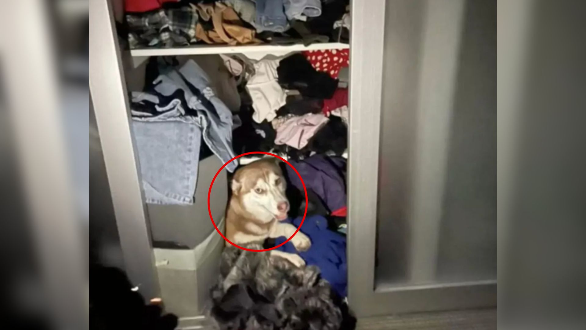 dog in wardrobe