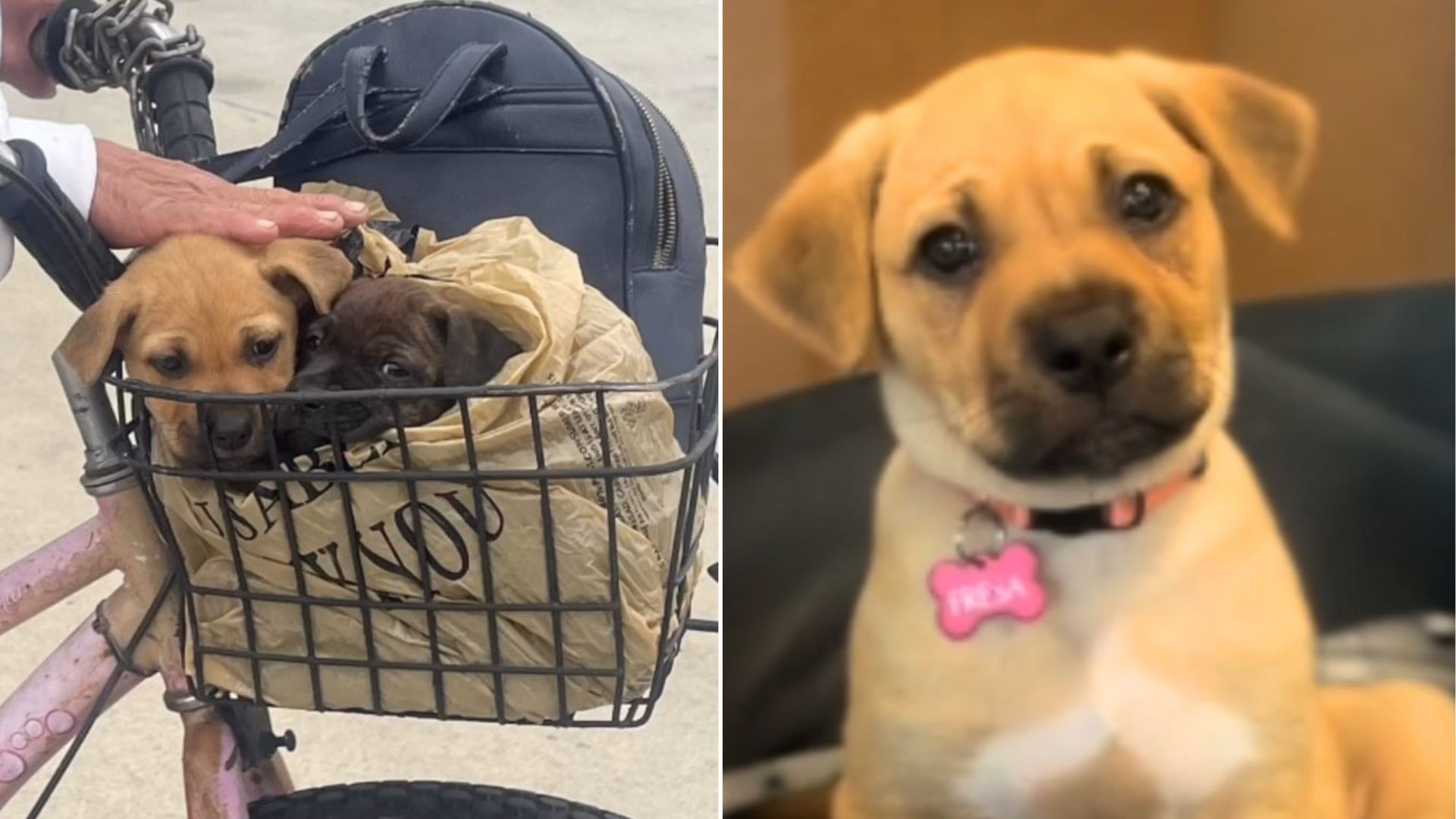 Rescued California Pup Watches Sister Leave For A New Life Without Her