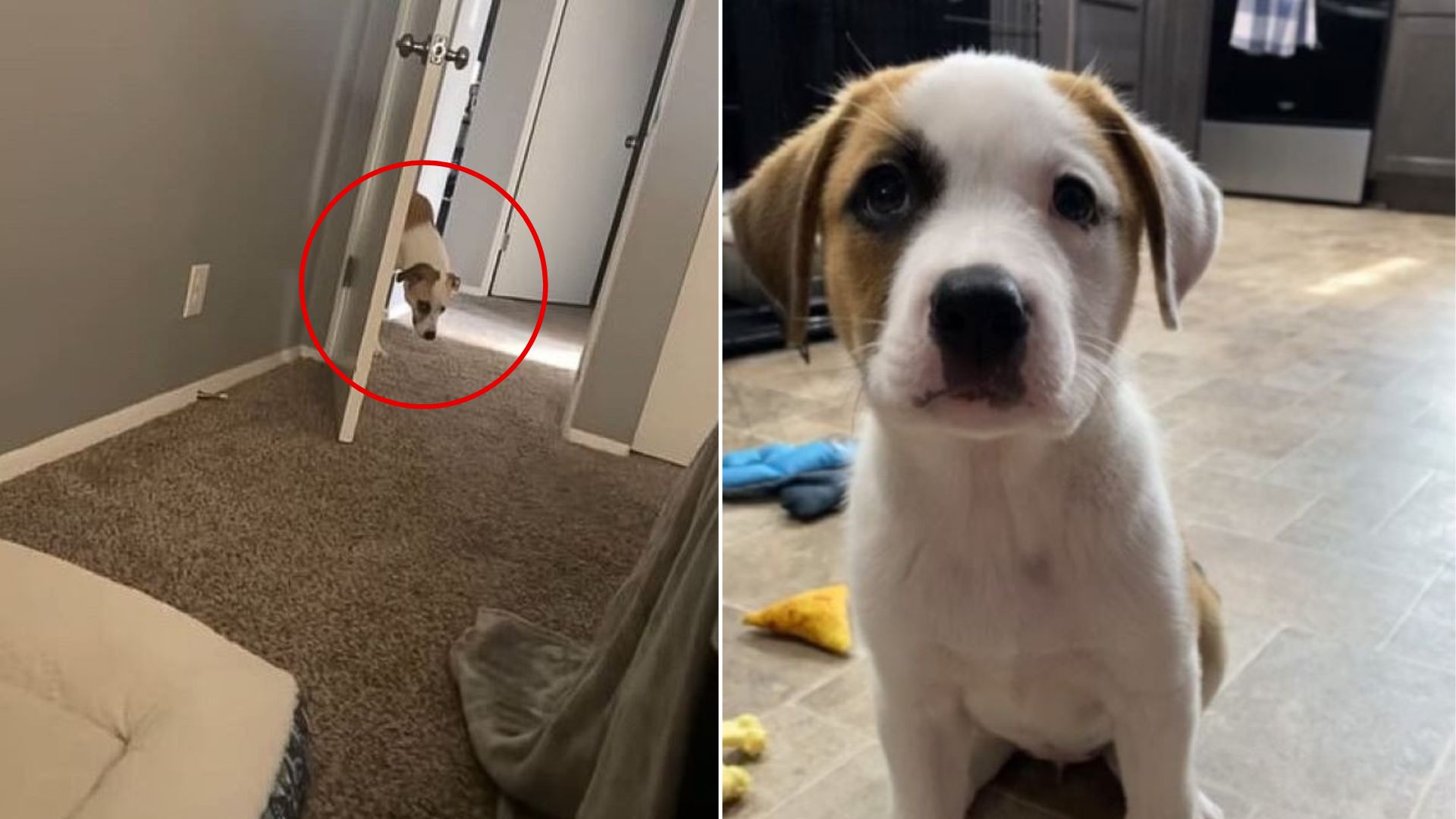 cute dog in house