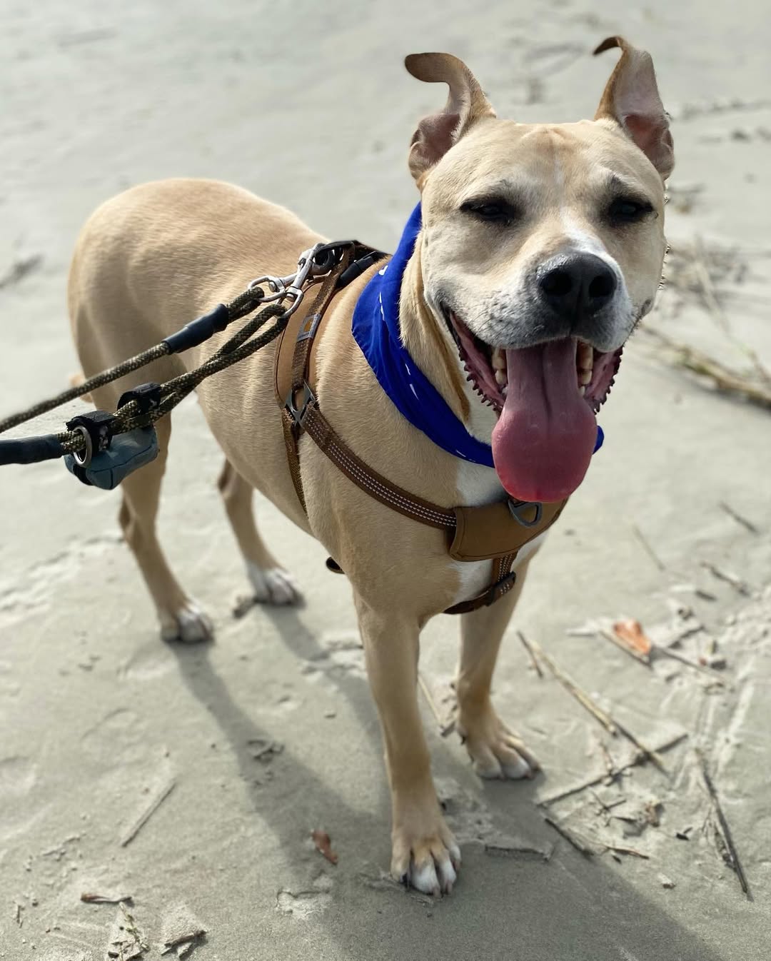Rescued dog