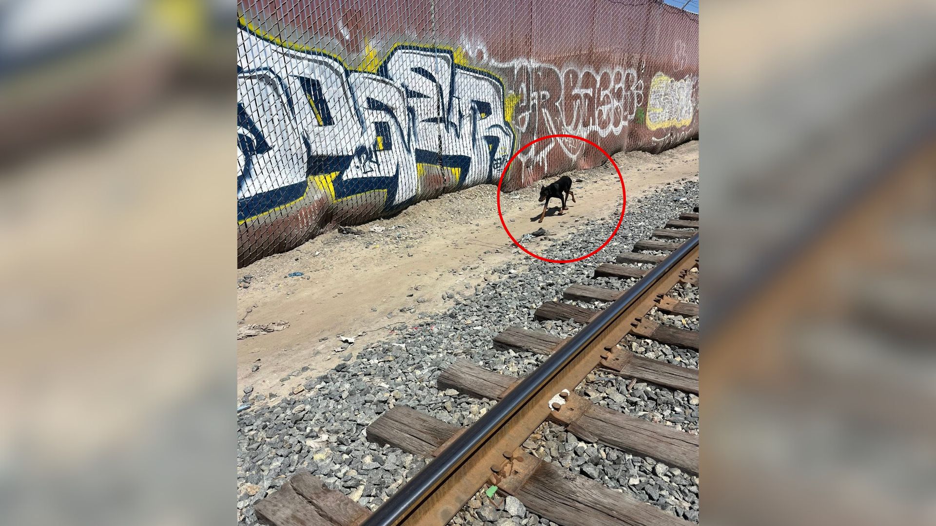 starving dog