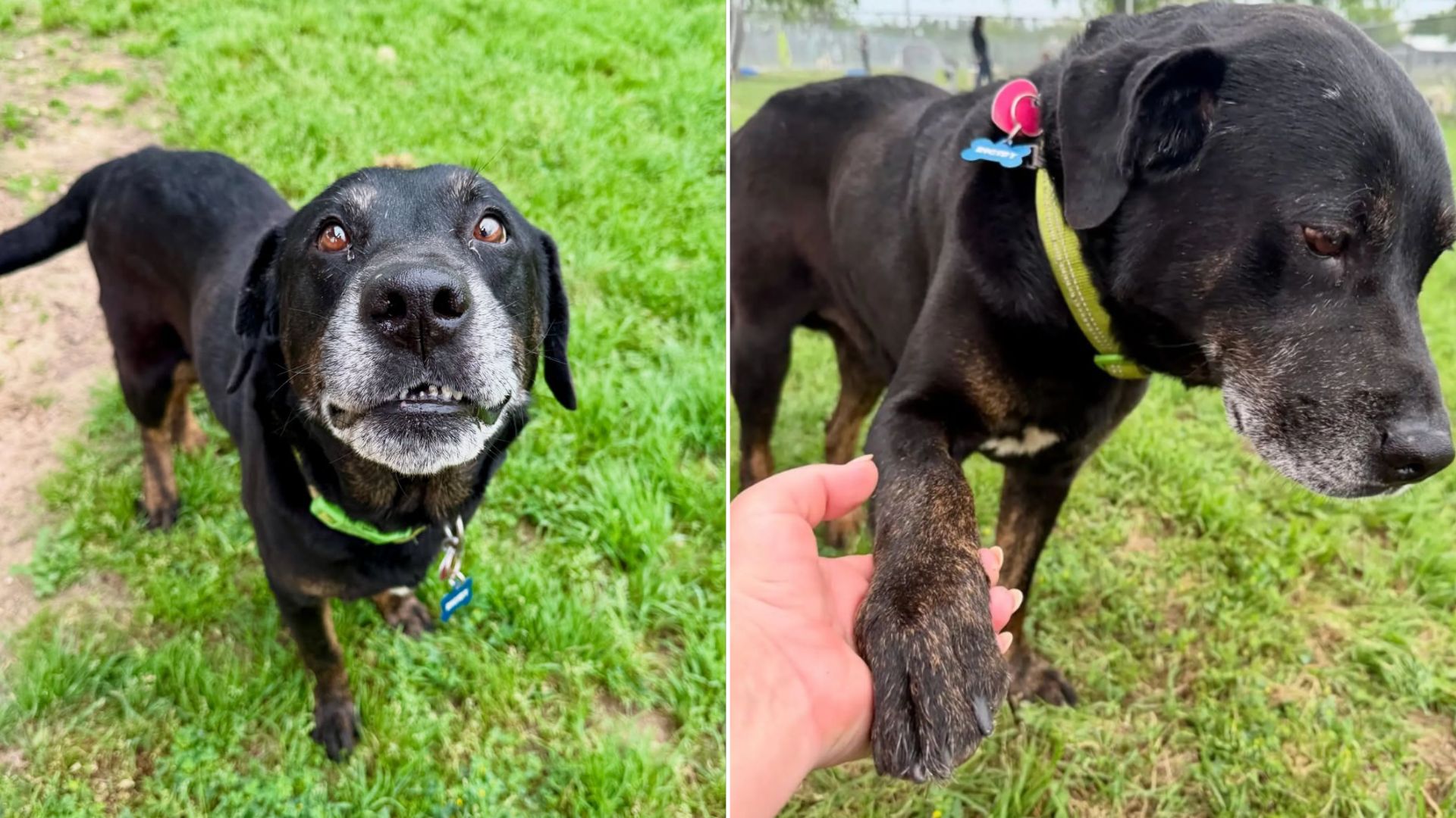 abandoned black dog