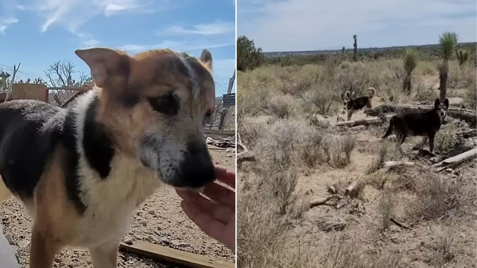 dog in desert