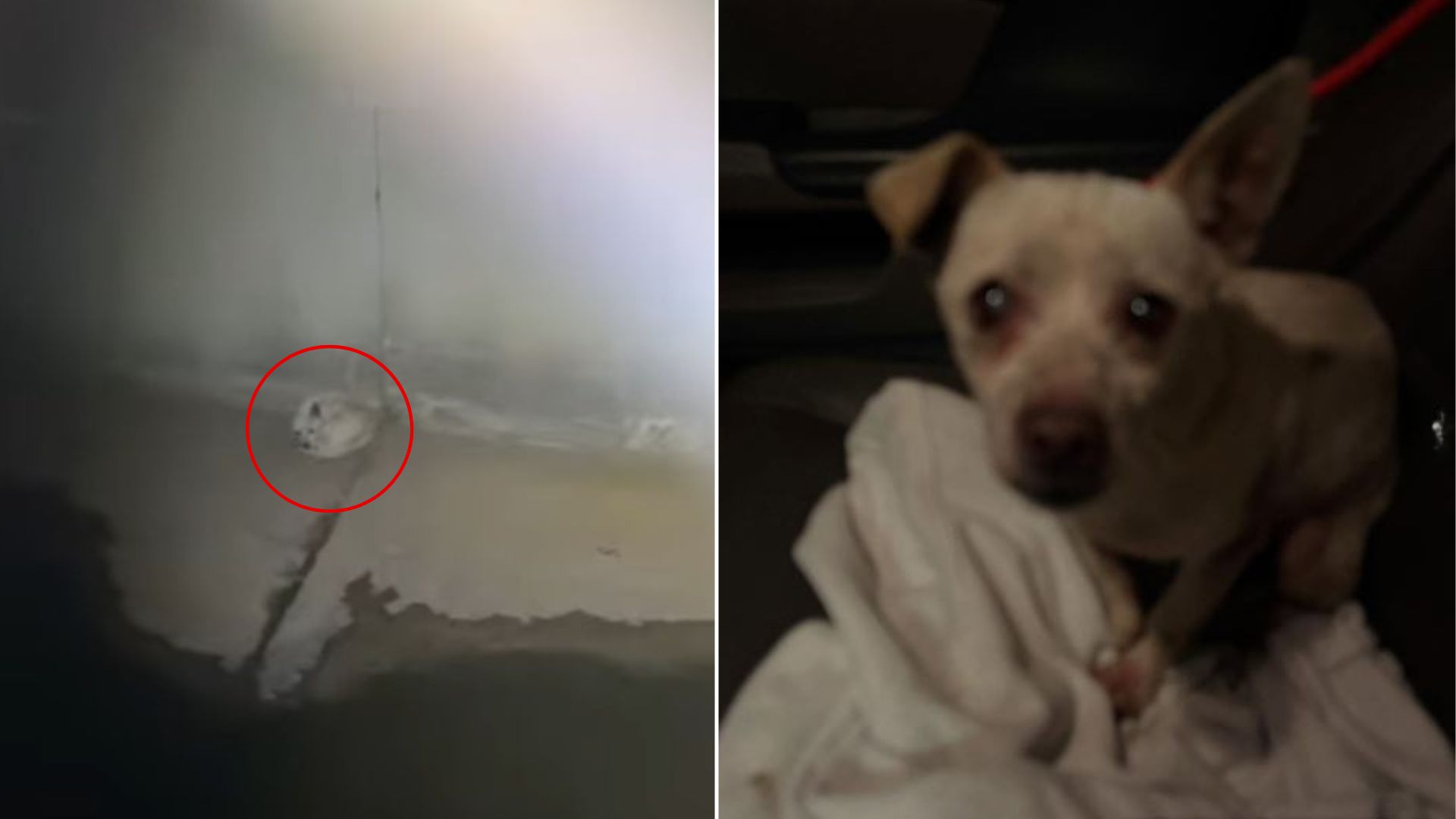 Rescuers Shocked to Find Helpless Creature Stranded Deep In California Canal