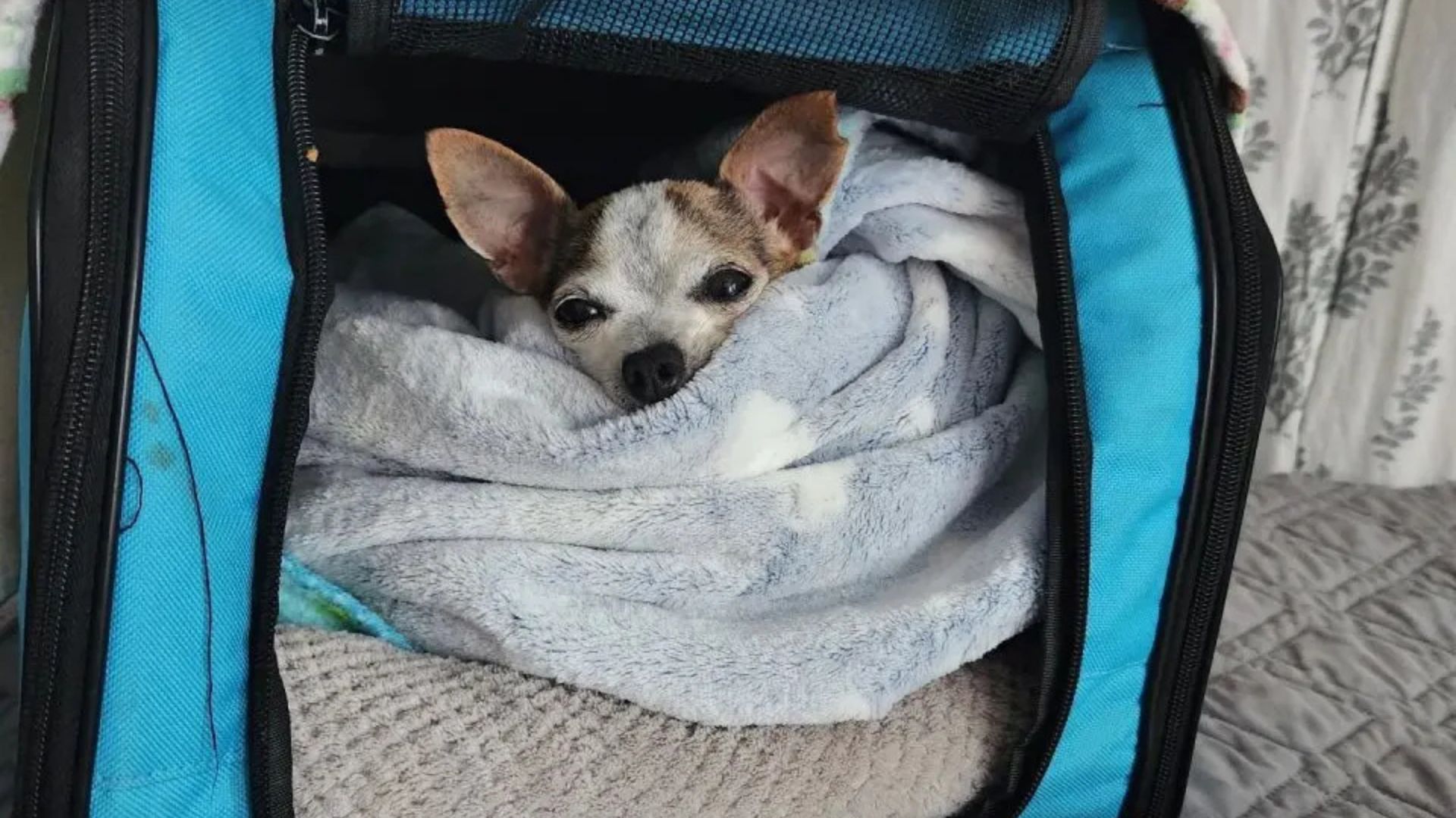 tiny dog