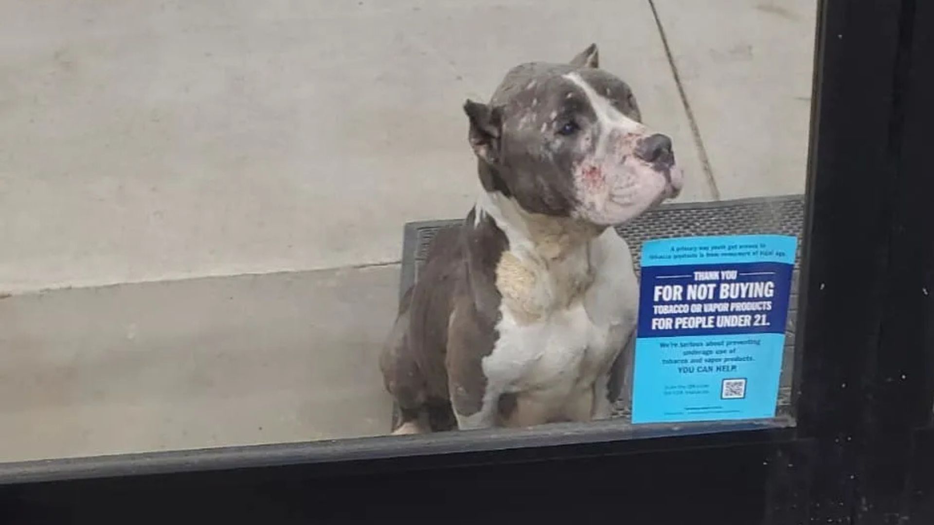 Sad Pittie In Virginia Waits Outside A Dollar Store Hoping To Be Noticed
