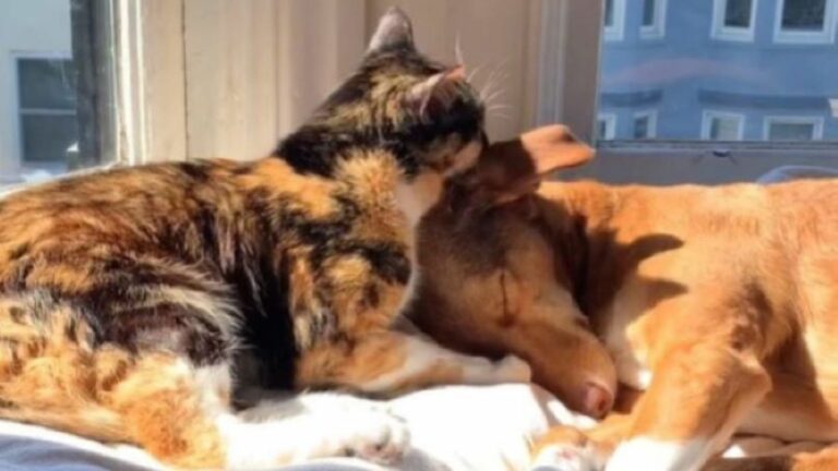 scared dog and deaf cat
