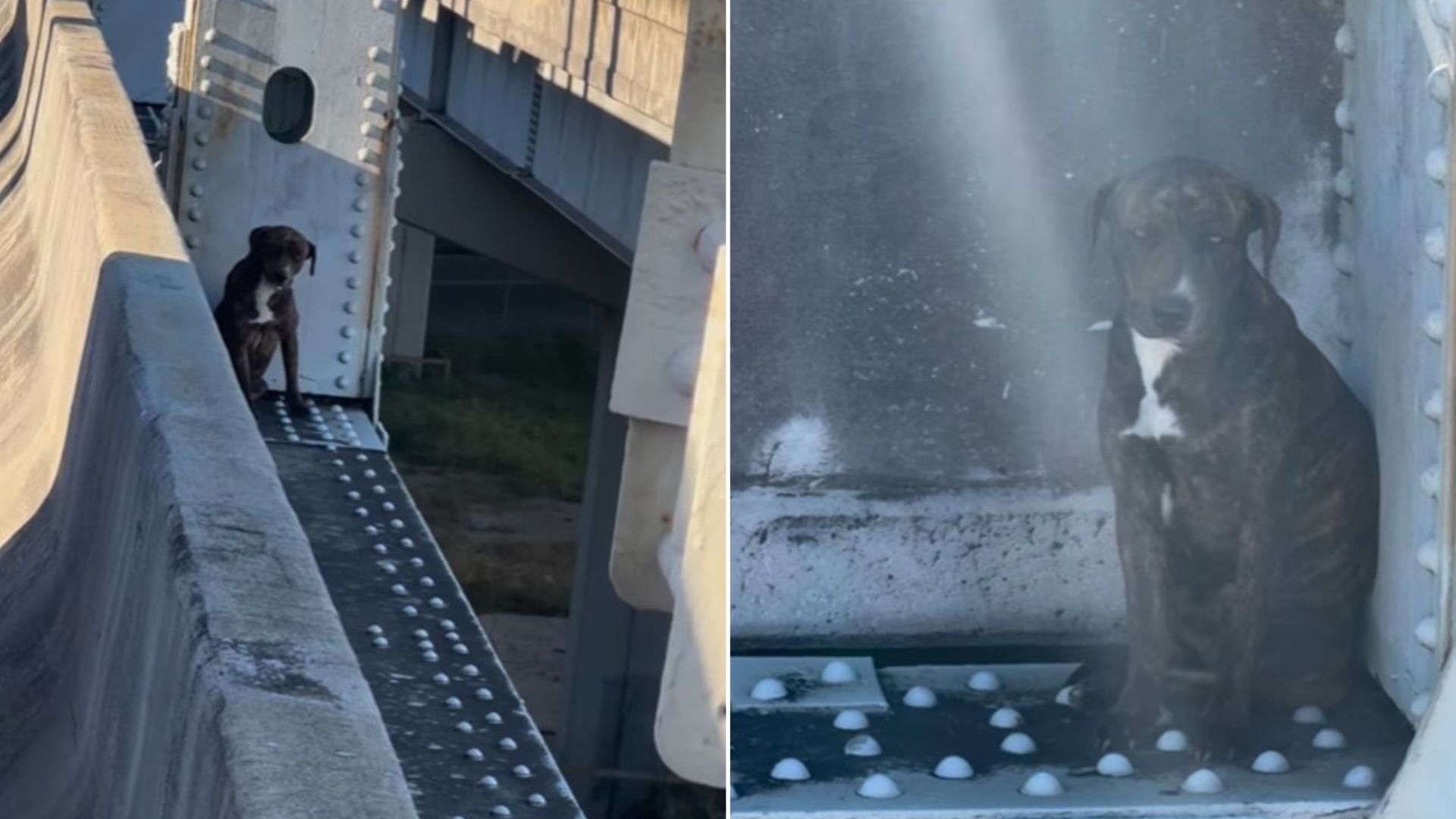 Scared Dog Trapped On The Edge Of A Dangerous Florida Bridge For 12 Hours Shocks Rescuers