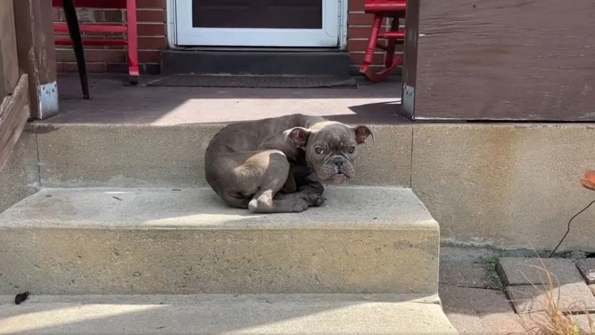 Scared Puppy Waits On A Missouri Porch Until Kindness Finally Reaches Her