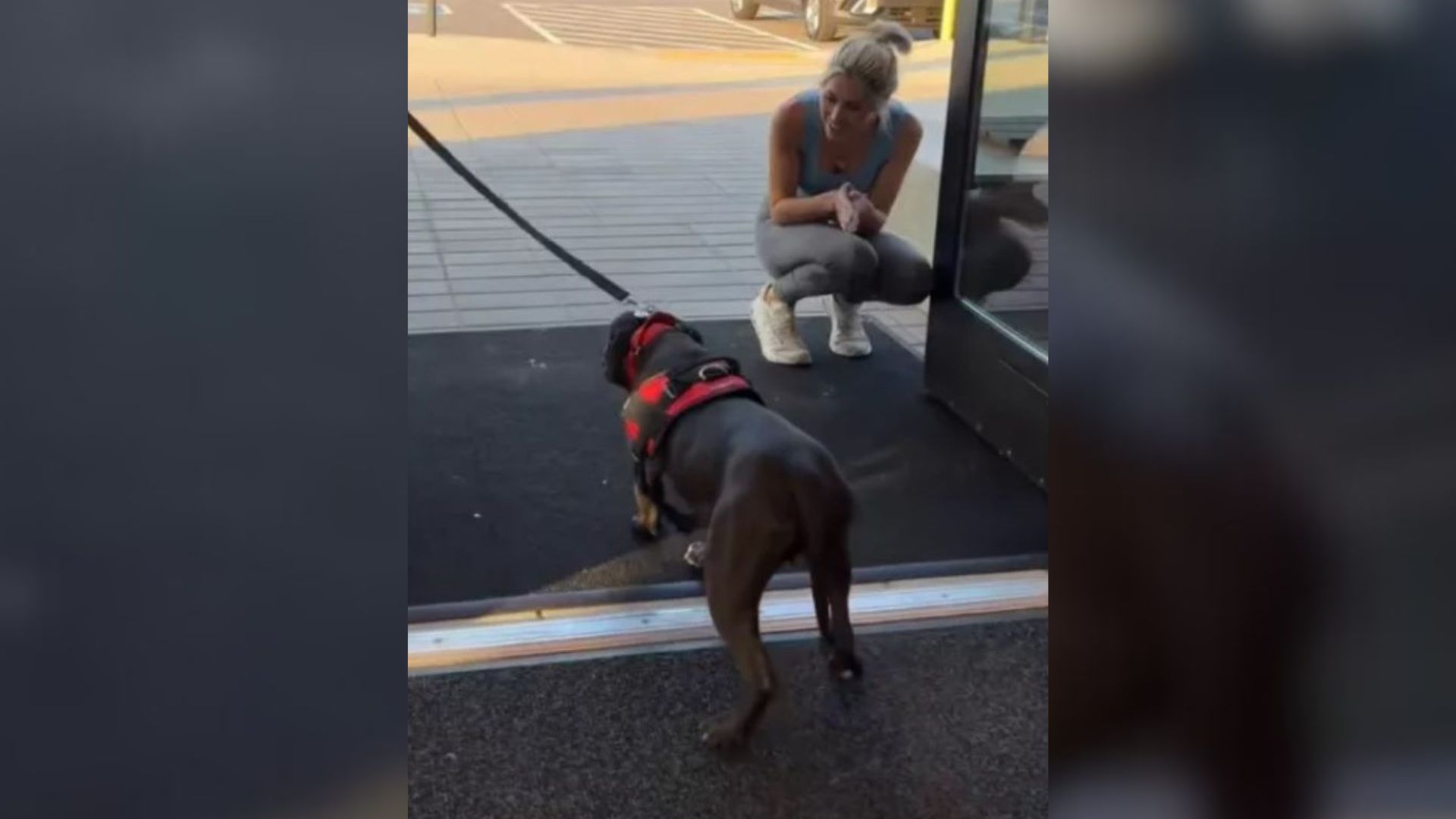 Scared Shelter Dog From Georgia Was About To Be Put Down, But Then His Miracle Arrived