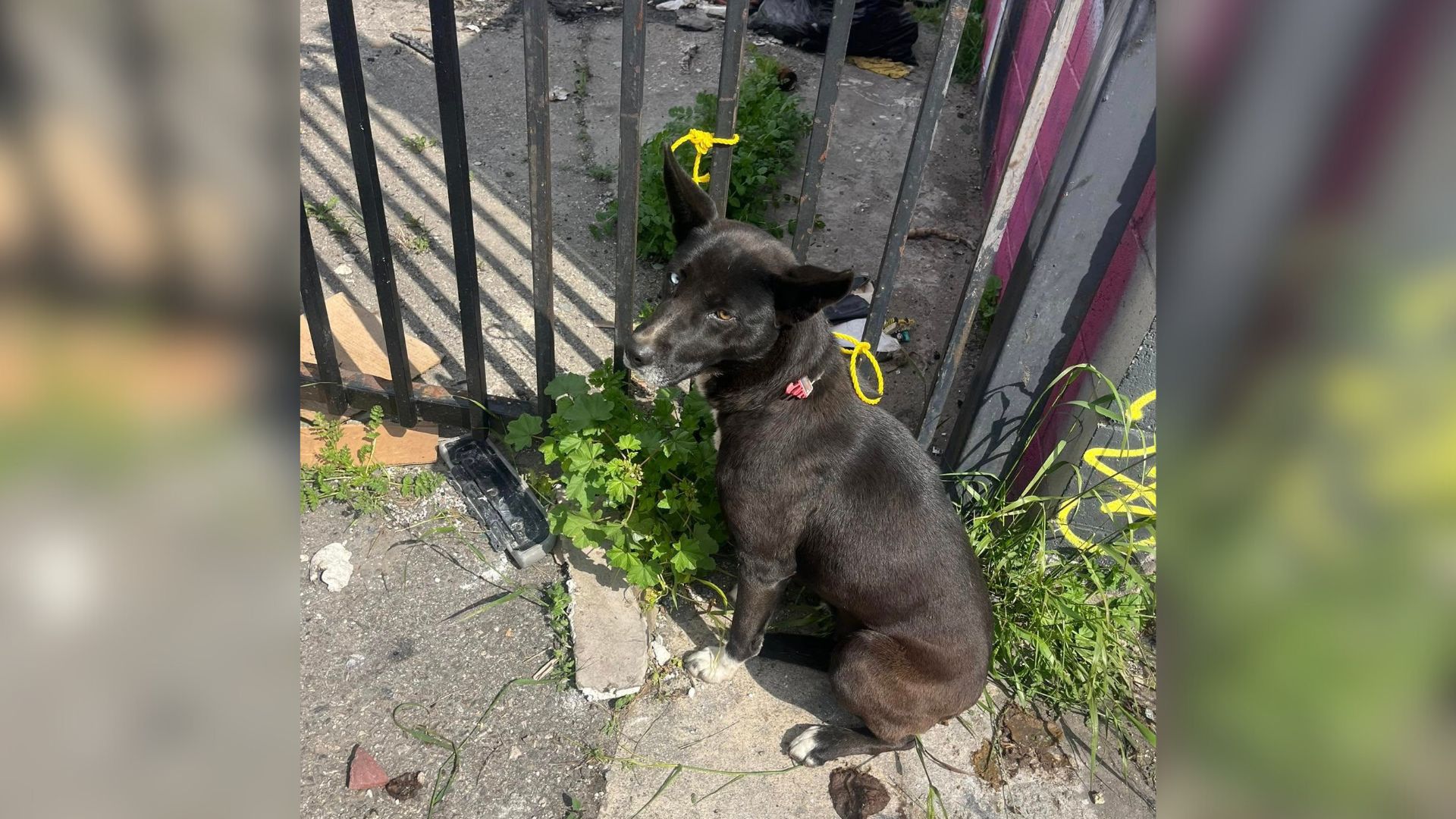 tied dog to fence