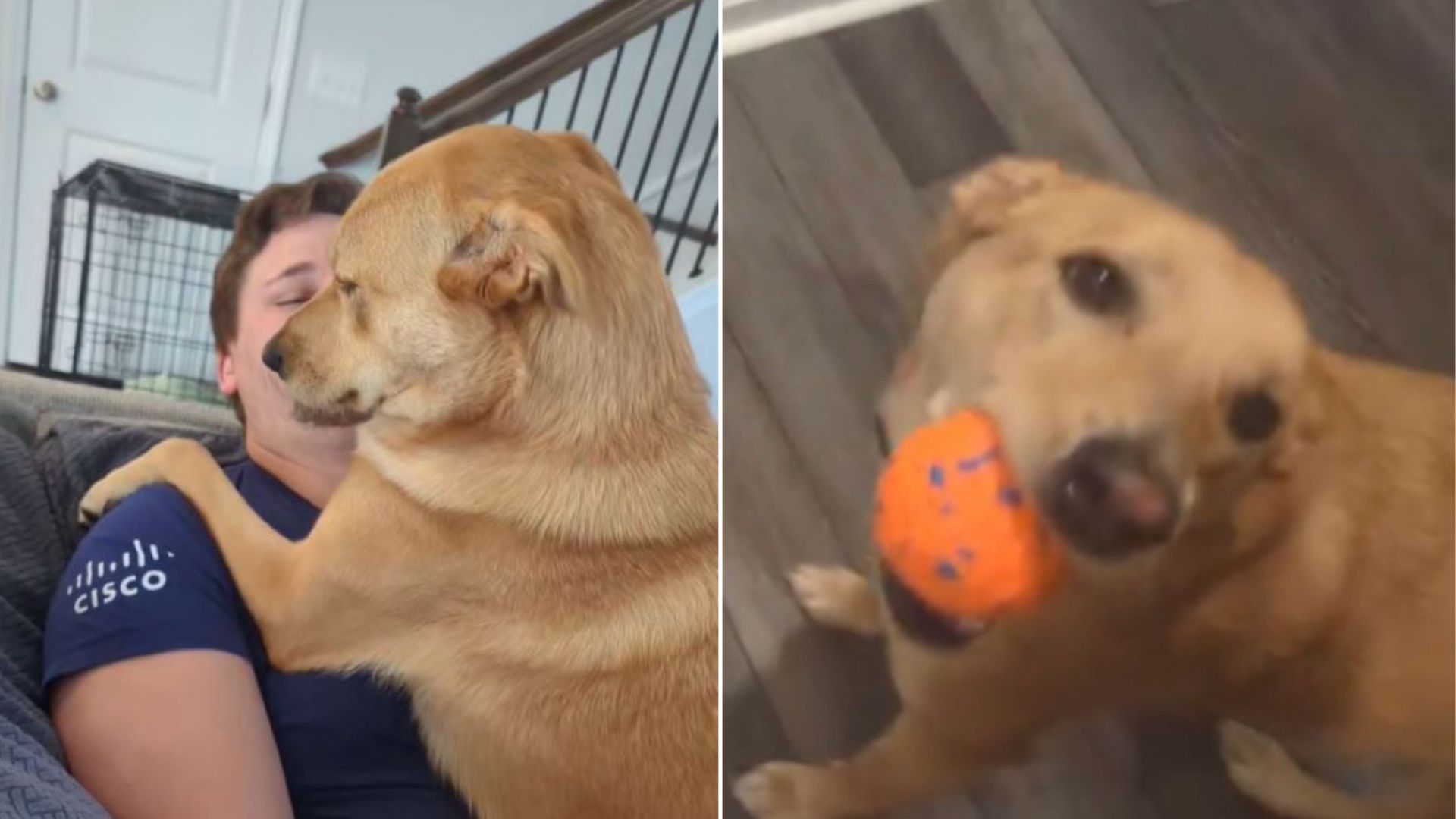 dog hugging his owner