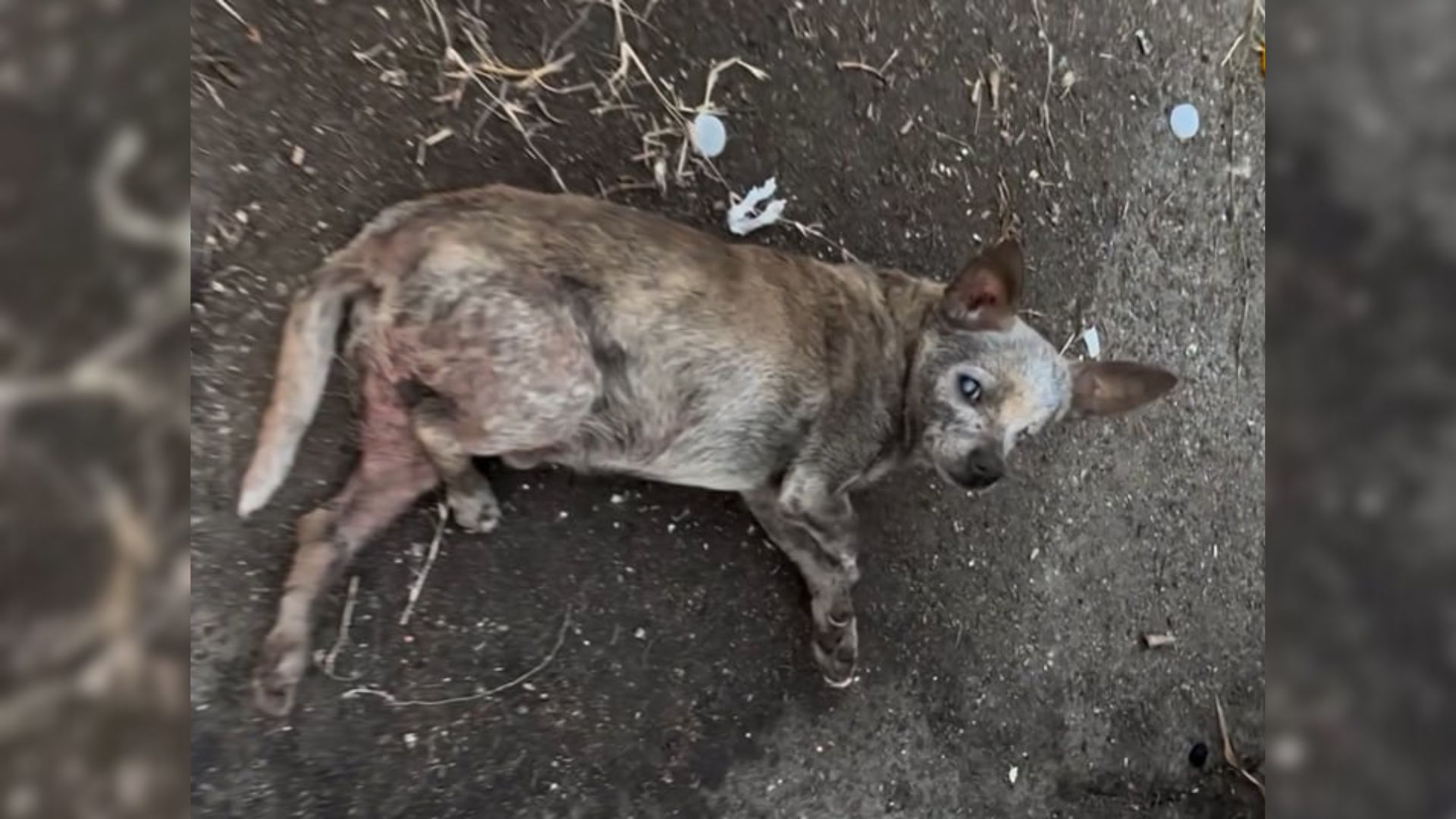 old dog