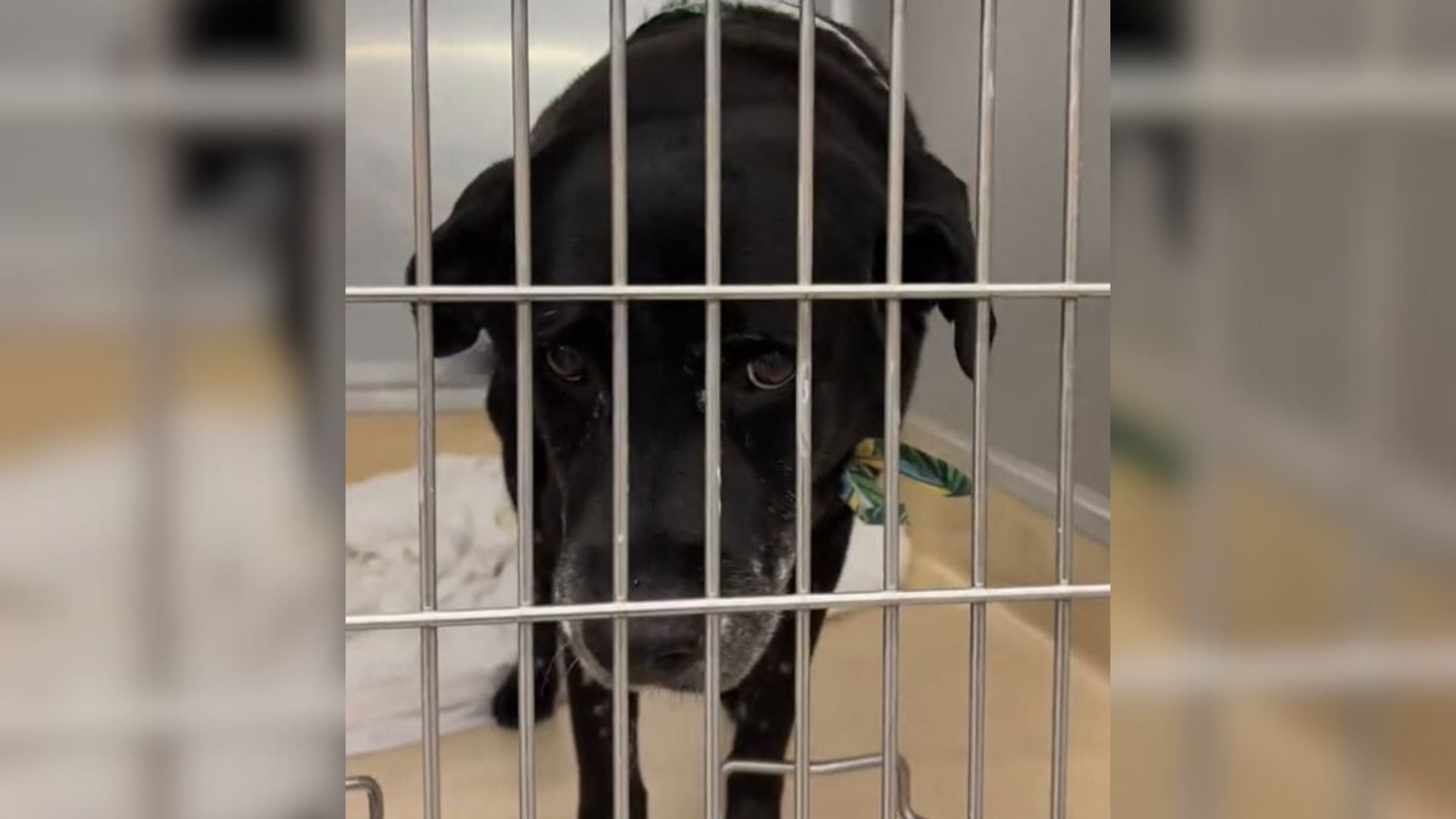 dog in shelter