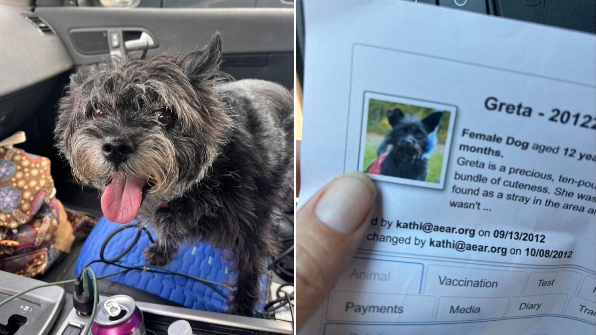 Senior Dog With A Mysterious Past Returns To Her Original Illinois Shelter After 13-Year-Long Journey