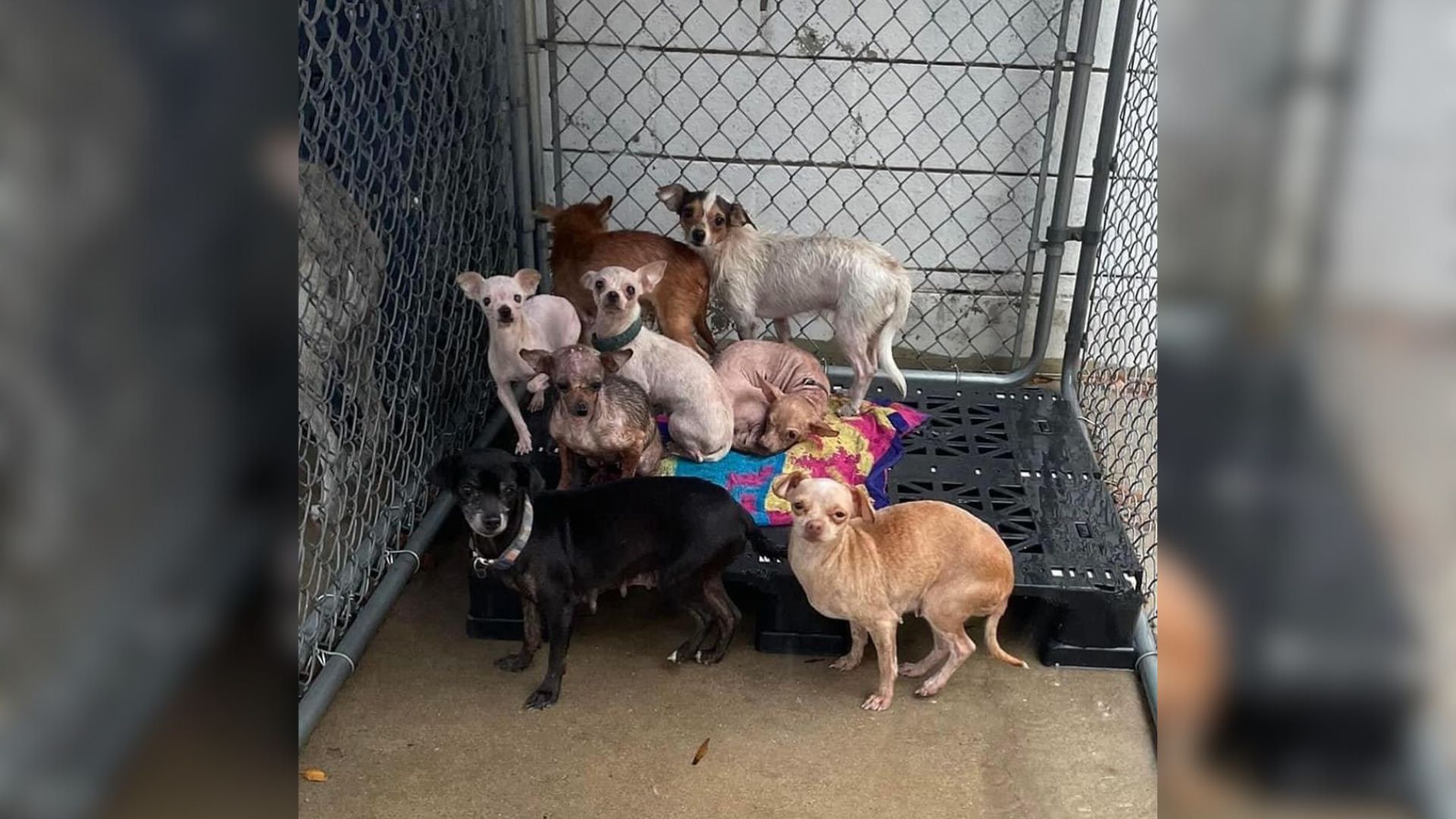 Senior Feral Chihuahua Rescued From Hoarding In Texas Blossoms Into A Loving Companion