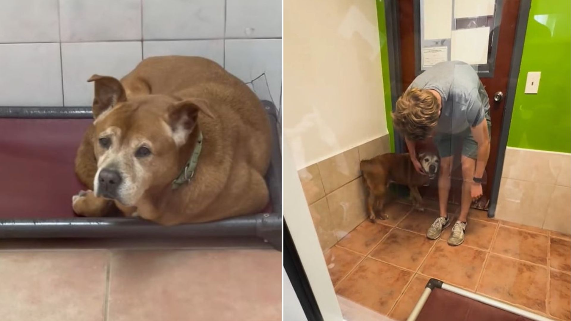 senior florida shelter dog