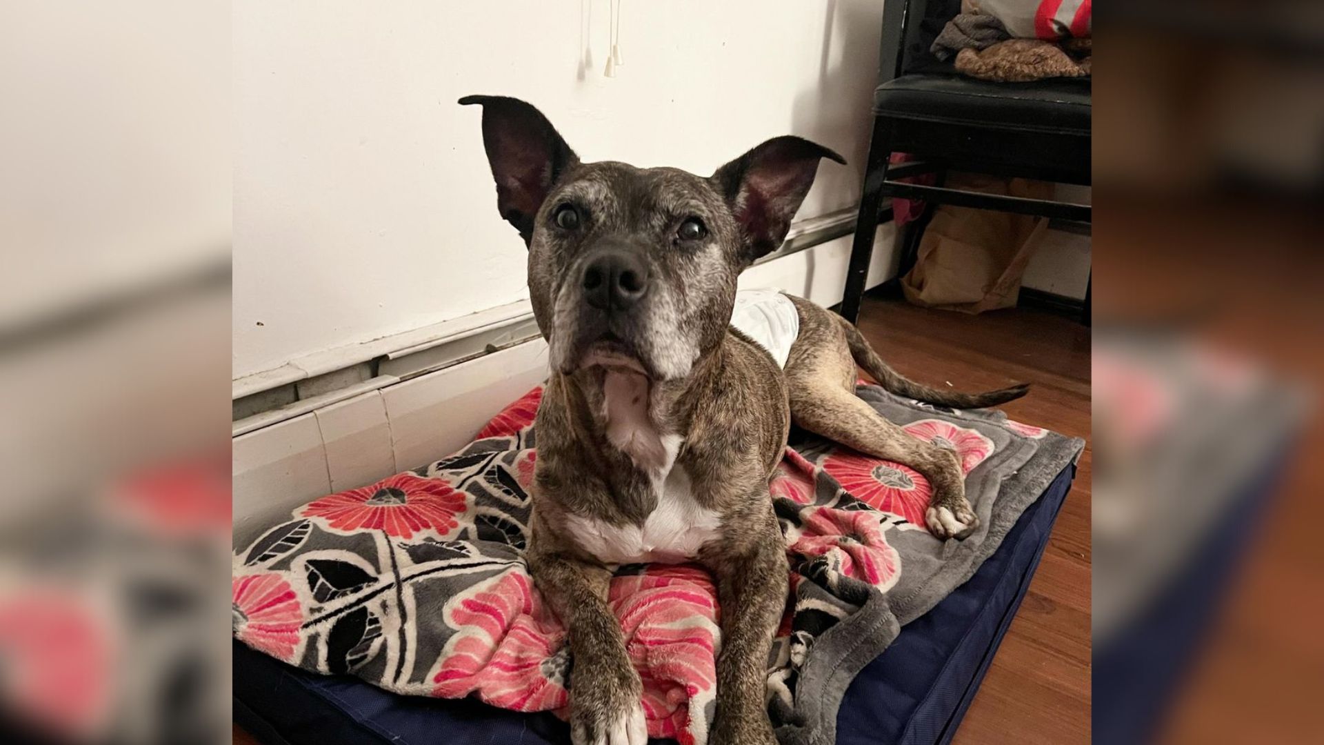Senior Pup Abandoned On The Streets Of Florida Is Overjoyed To Get A Second Chance